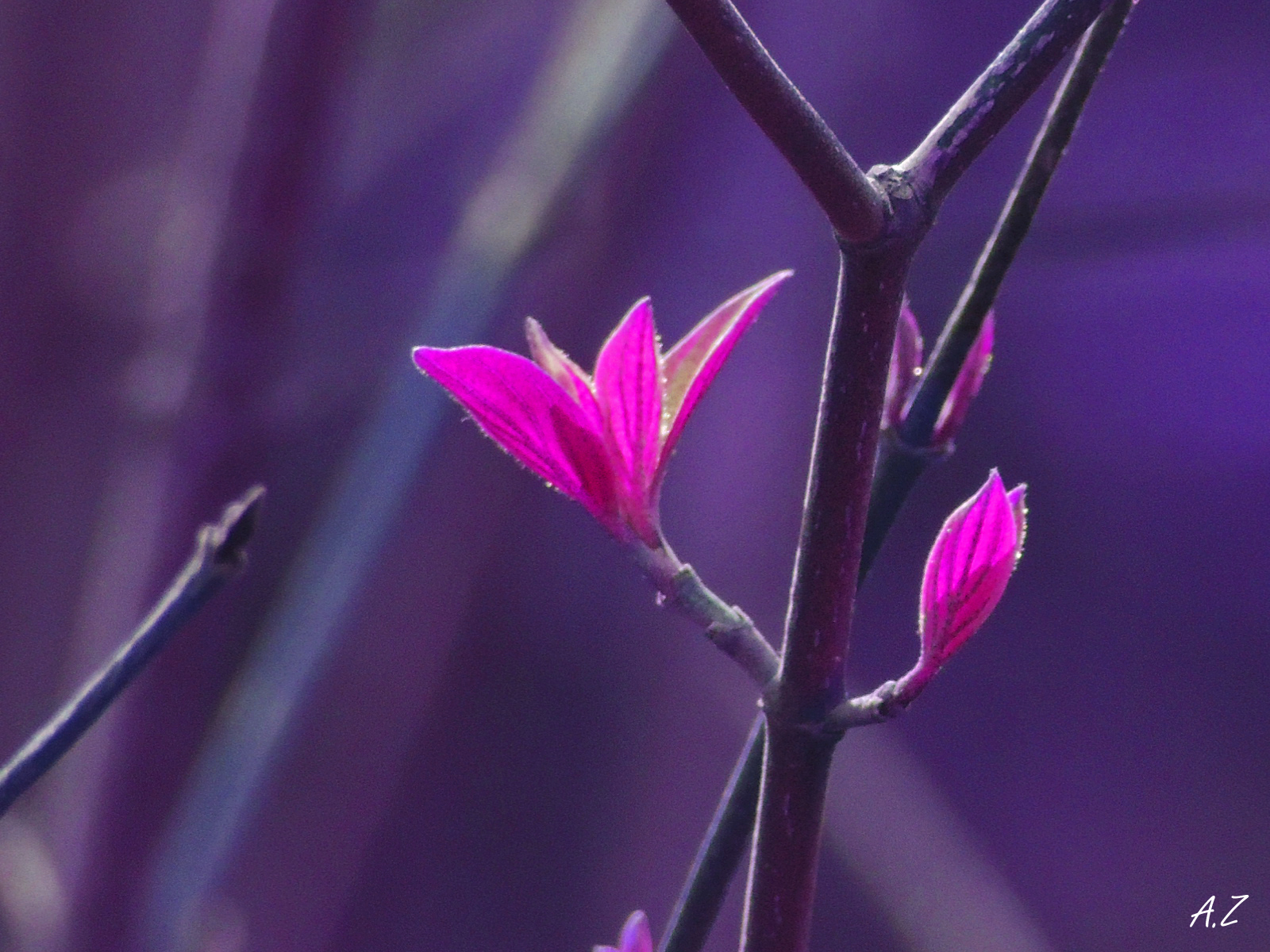 Free download wallpaper Blossom, Flowers, Earth on your PC desktop