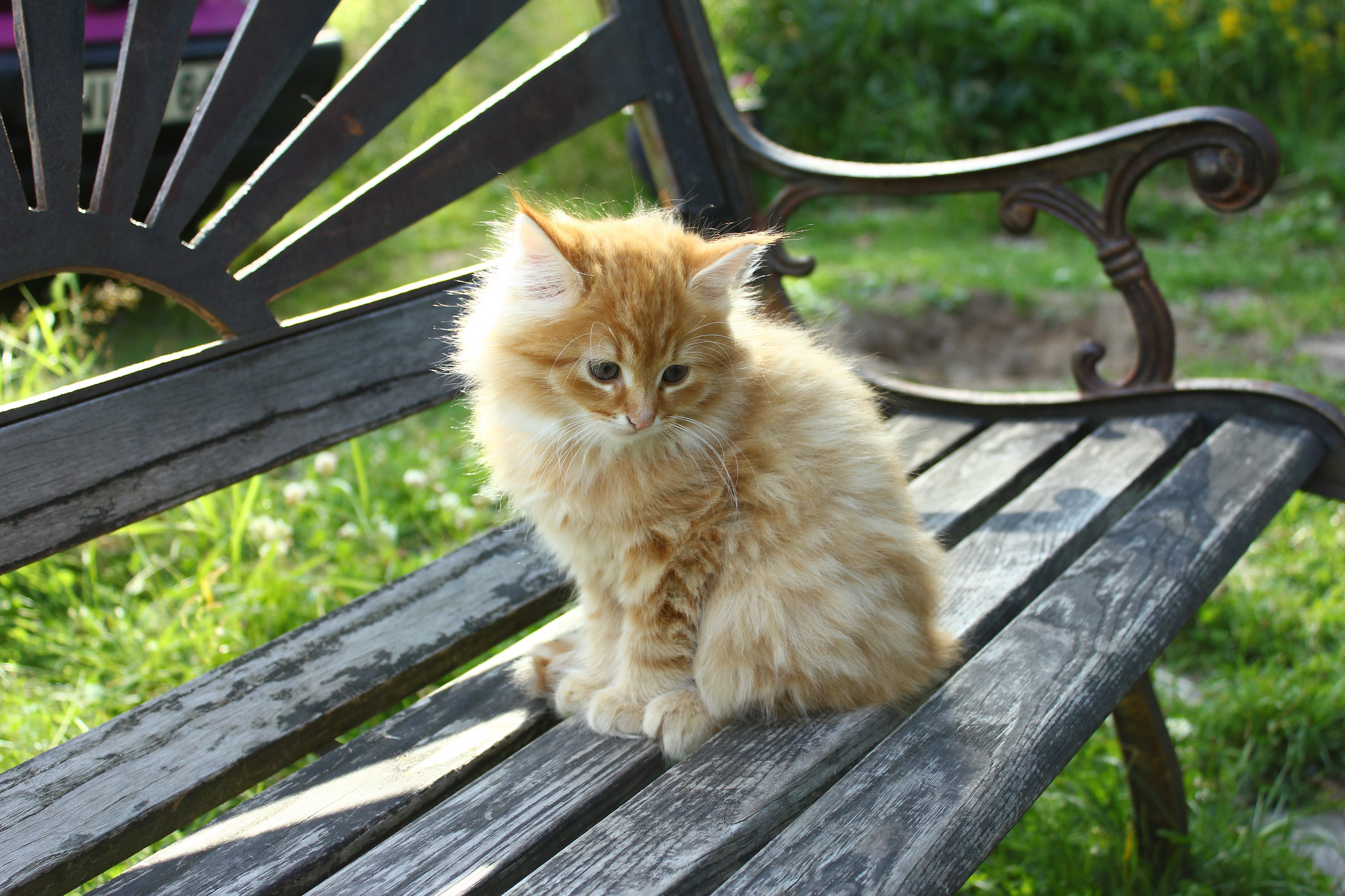 Handy-Wallpaper Tiere, Katzen, Katze kostenlos herunterladen.