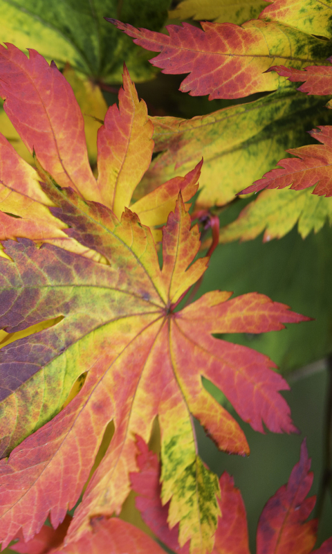 Descarga gratuita de fondo de pantalla para móvil de Naturaleza, Otoño, Hoja, Tierra/naturaleza.