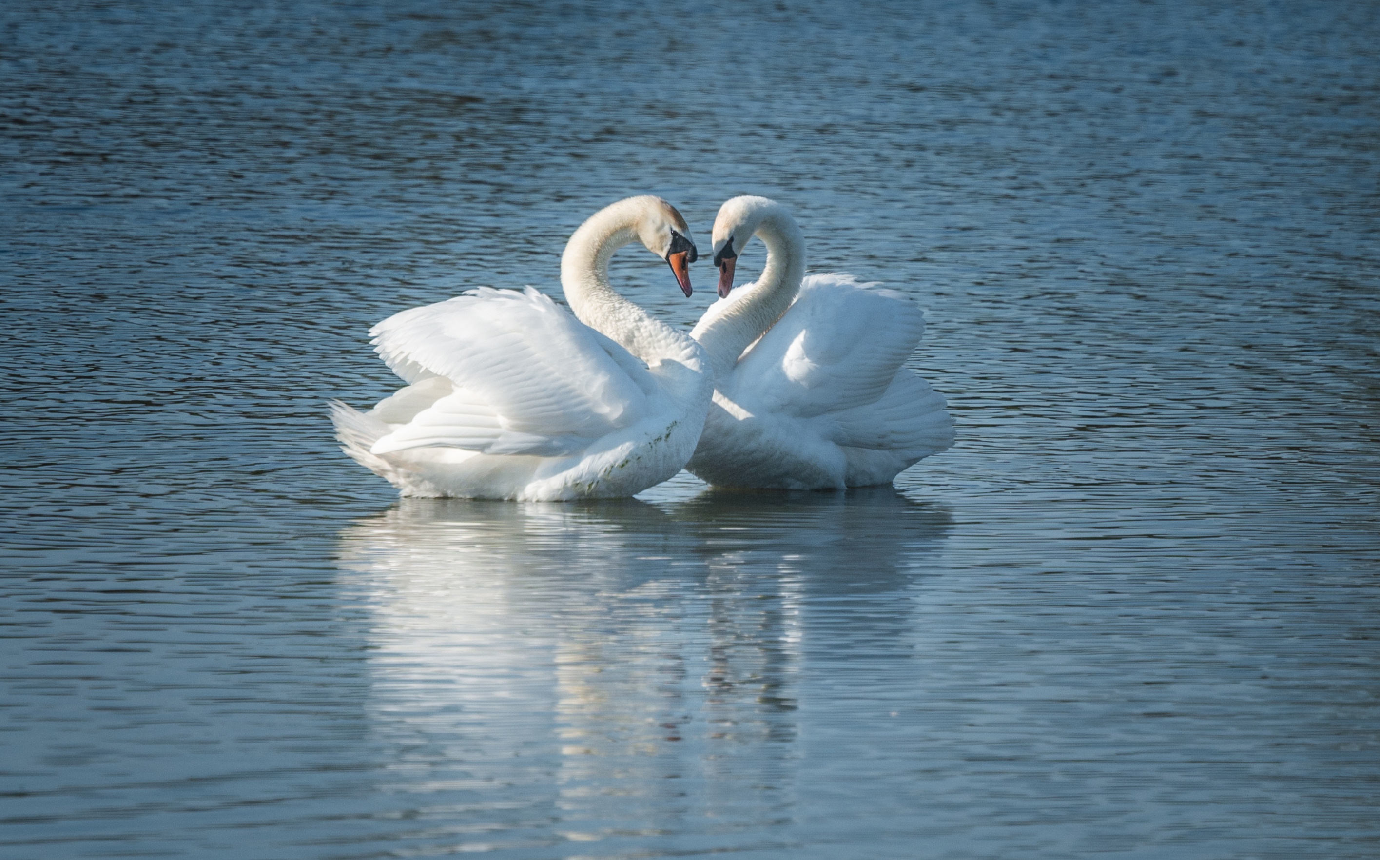 Download mobile wallpaper Birds, Couple, Animal, Swan, Mute Swan for free.