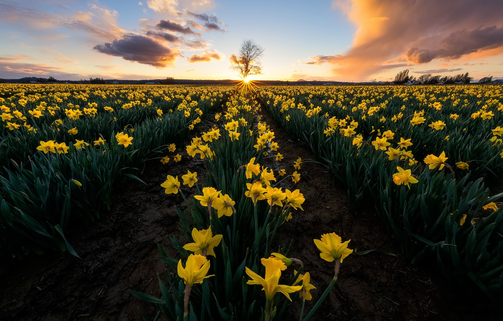 Download mobile wallpaper Nature, Flowers, Summer, Flower, Earth, Field, Yellow Flower, Daffodil for free.