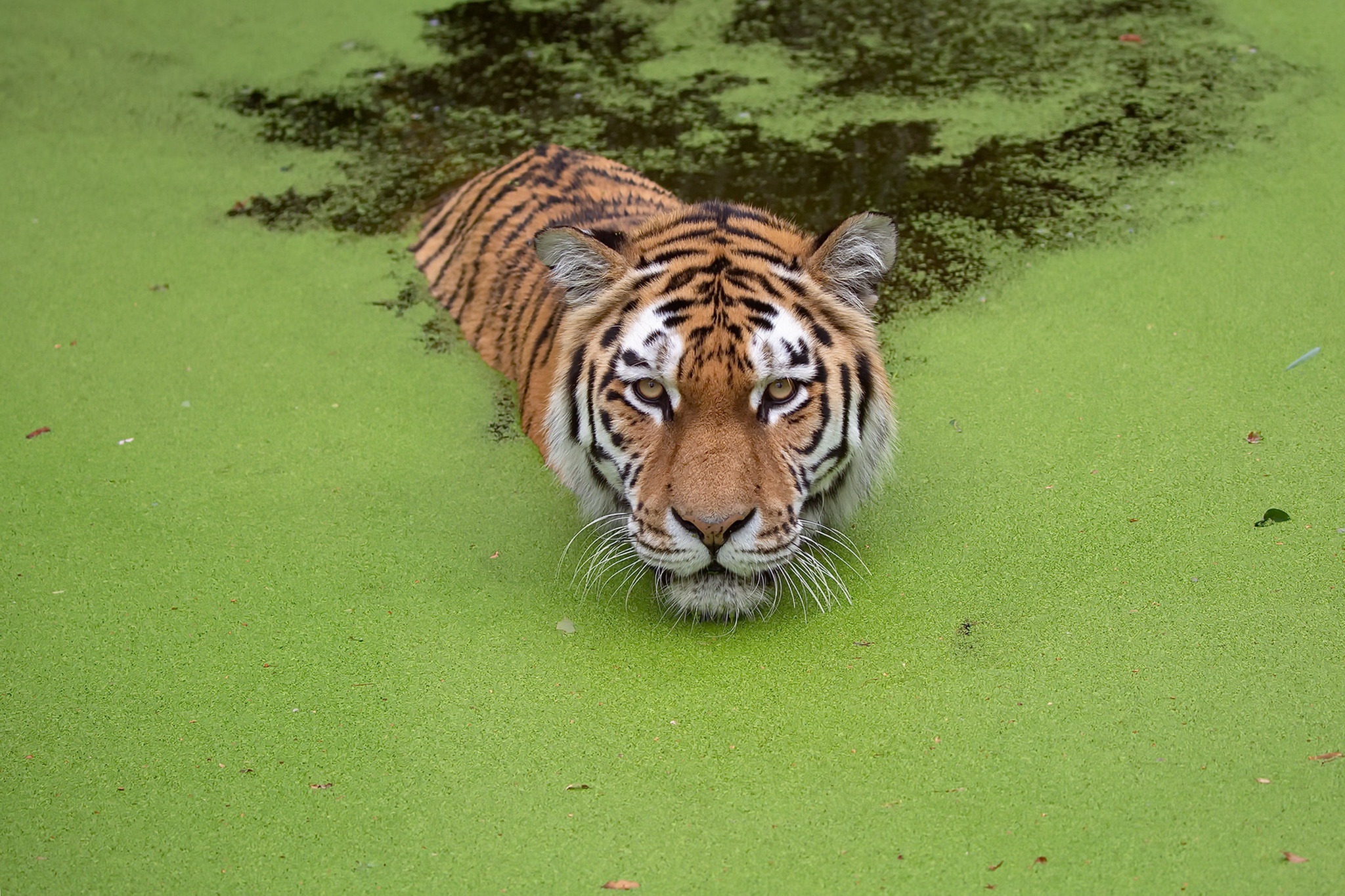 Descarga gratuita de fondo de pantalla para móvil de Animales, Gatos, Tigre.