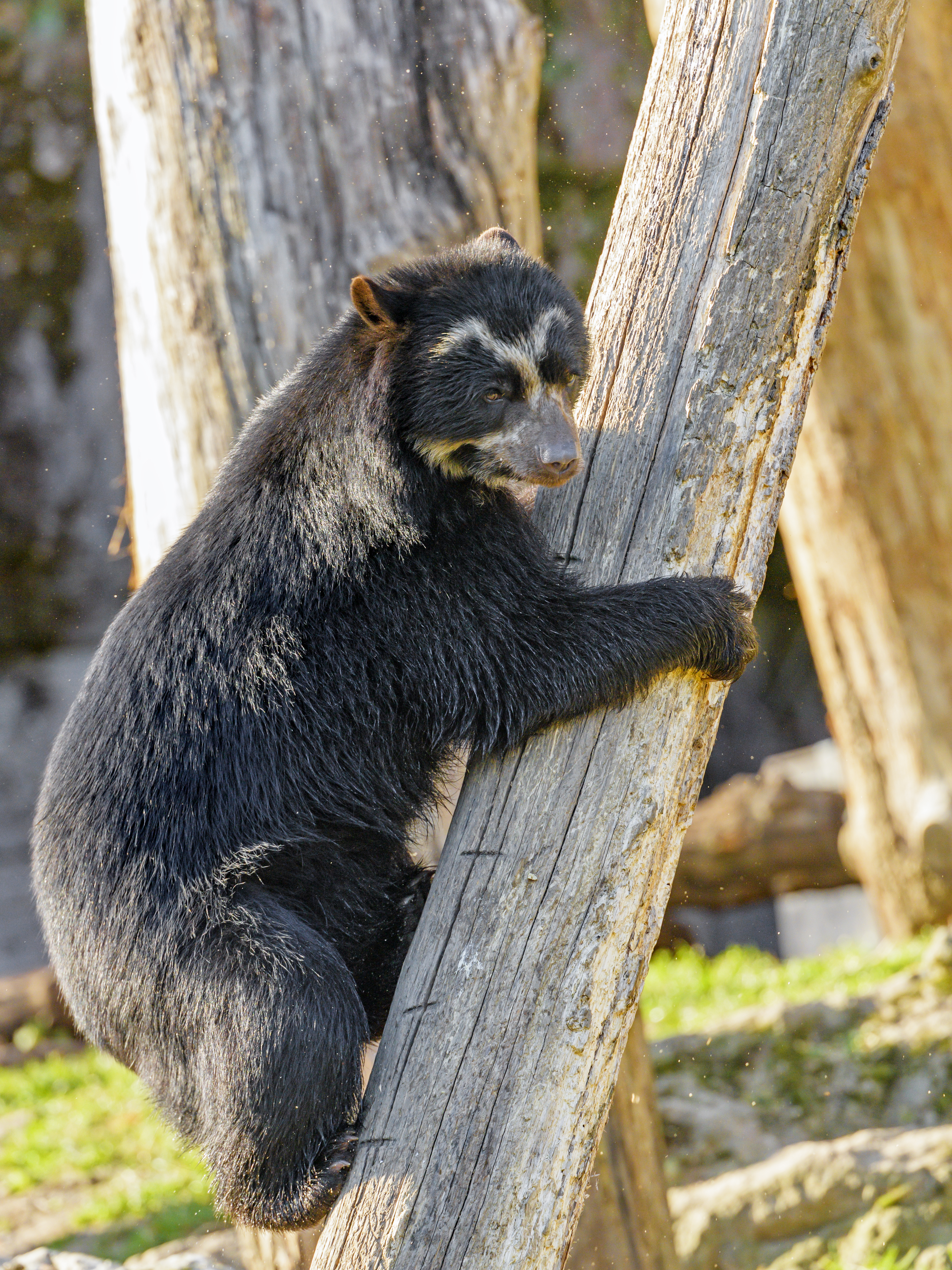 電話スクリーンに最適なヒマラヤクマの壁紙