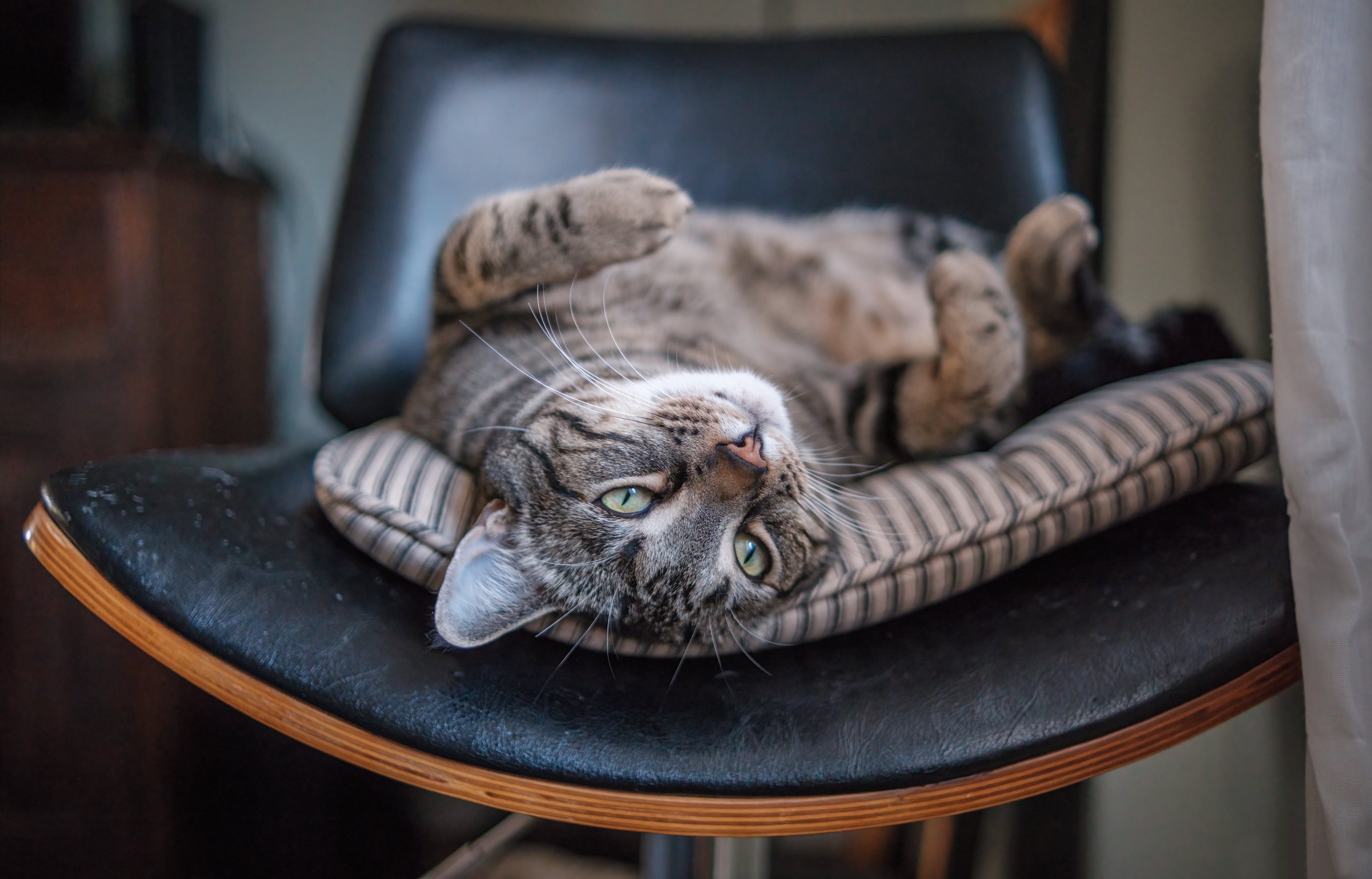 Baixe gratuitamente a imagem Animais, Gatos, Gato na área de trabalho do seu PC