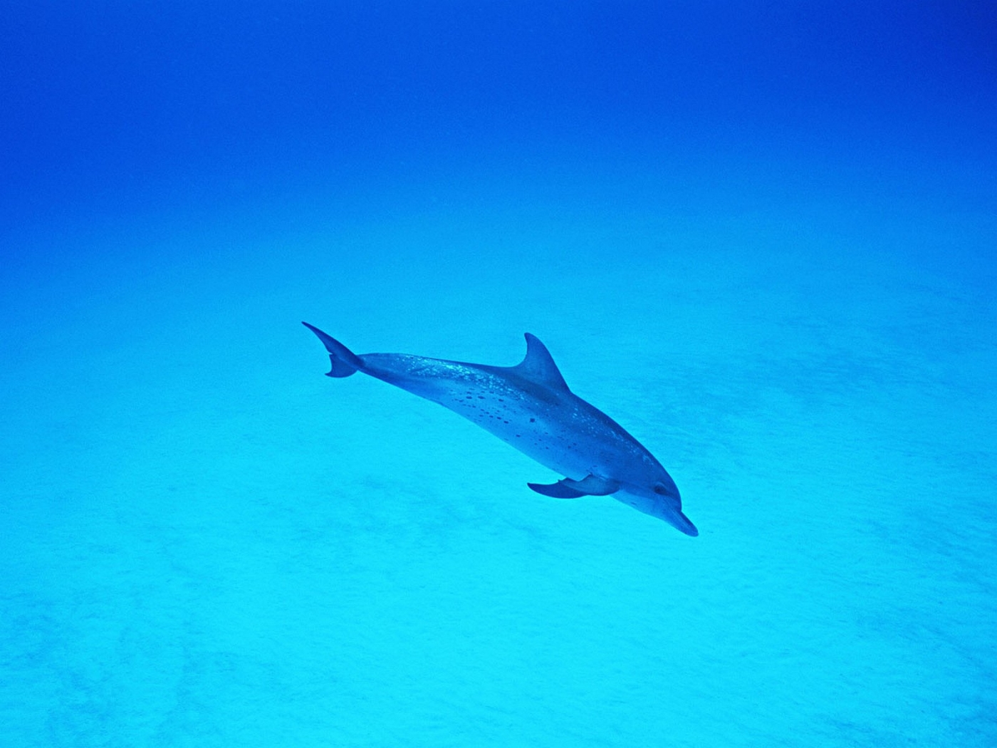 35353 descargar imagen animales, delfines, turquesa: fondos de pantalla y protectores de pantalla gratis