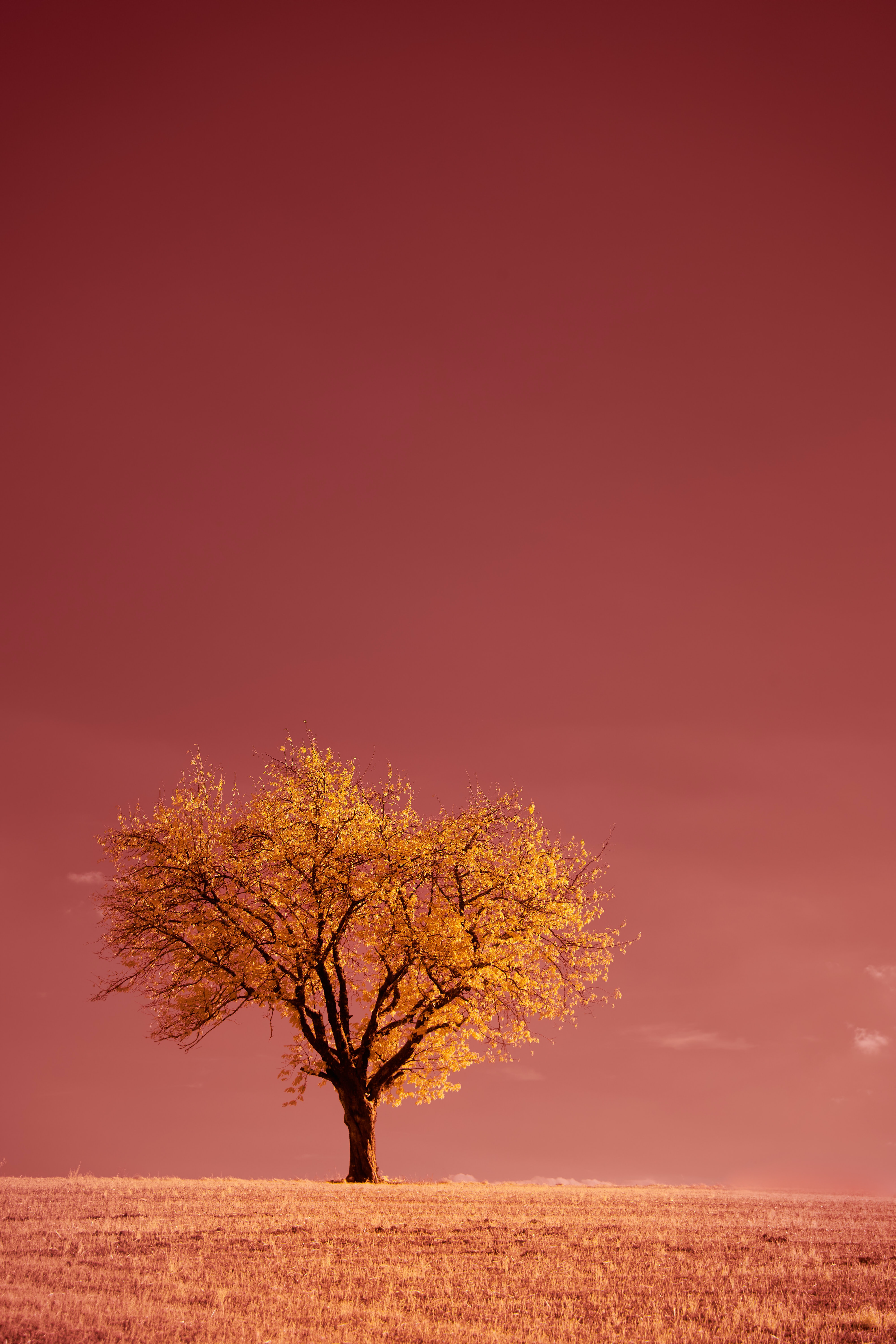 field, nature, pink, horizon, wood, tree Desktop home screen Wallpaper
