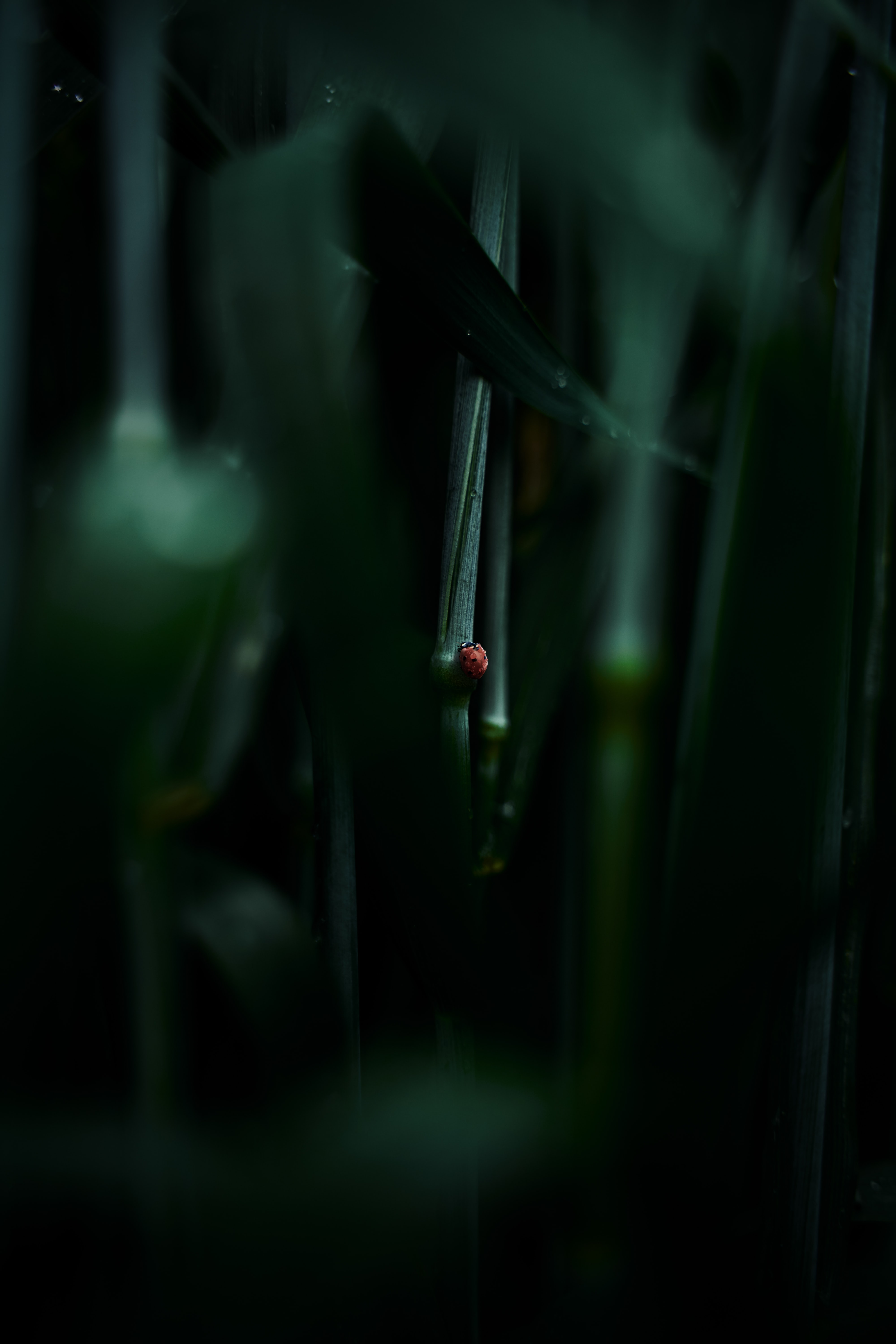 android grass, macro, sheet, leaf, ladybug, ladybird