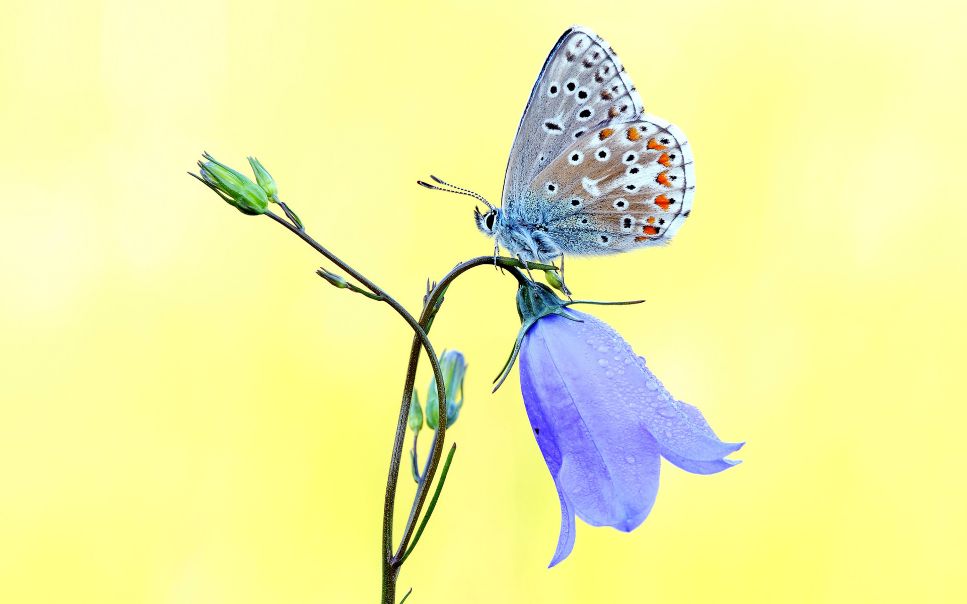 Скачать картинку Животные, Цветок, Синий, Бабочка в телефон бесплатно.