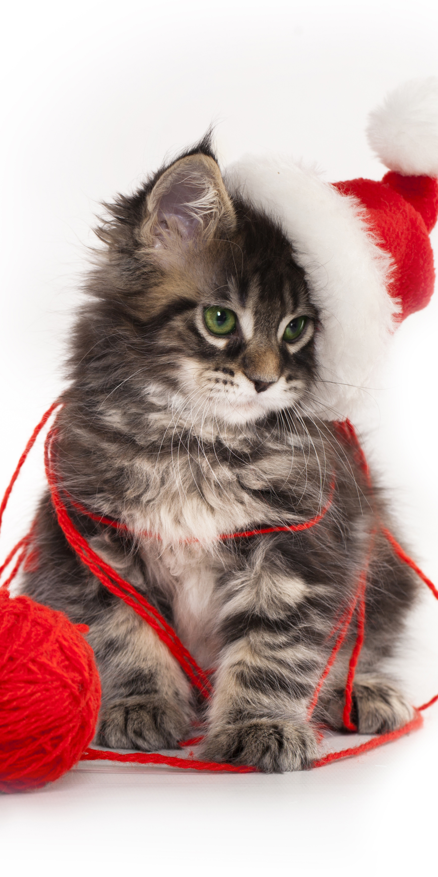 Handy-Wallpaper Tiere, Katzen, Katze, Kätzchen, Tierbaby, Weihnachtsmütze kostenlos herunterladen.