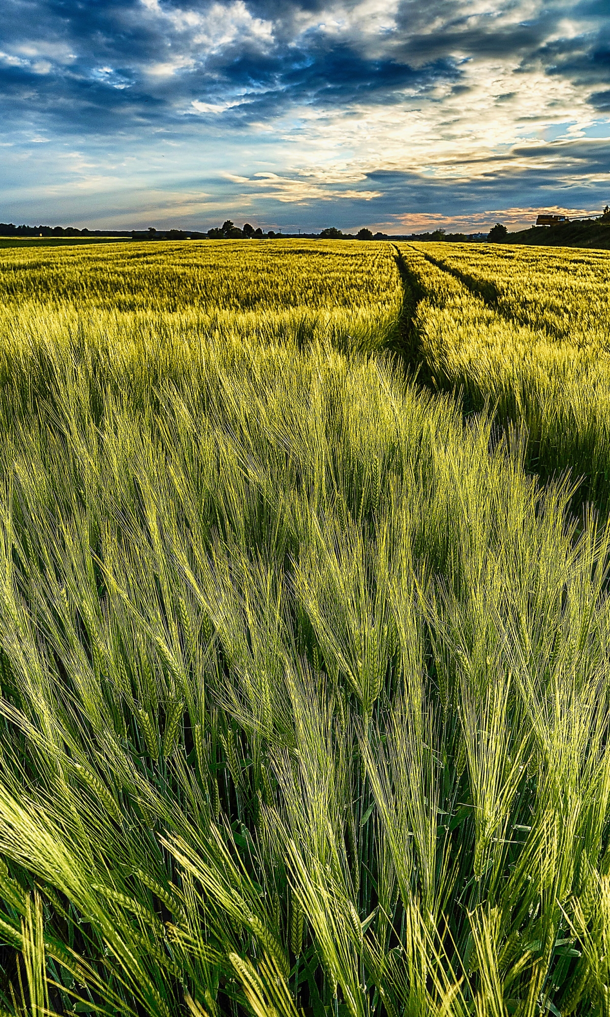 Download mobile wallpaper Wheat, Earth, Field for free.