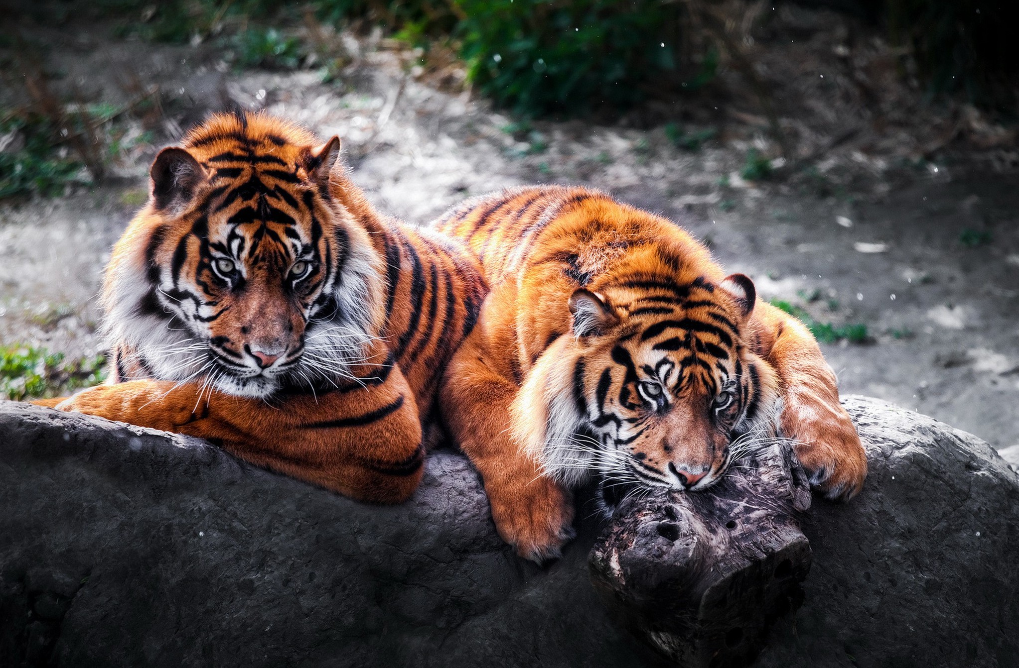 Baixe gratuitamente a imagem Animais, Gatos, Tigre na área de trabalho do seu PC