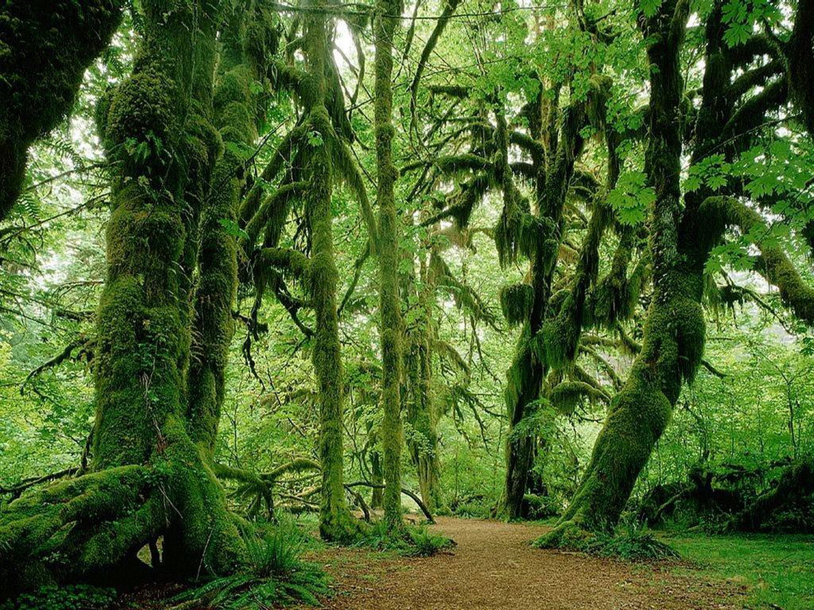 Laden Sie das Wald, Erde/natur-Bild kostenlos auf Ihren PC-Desktop herunter