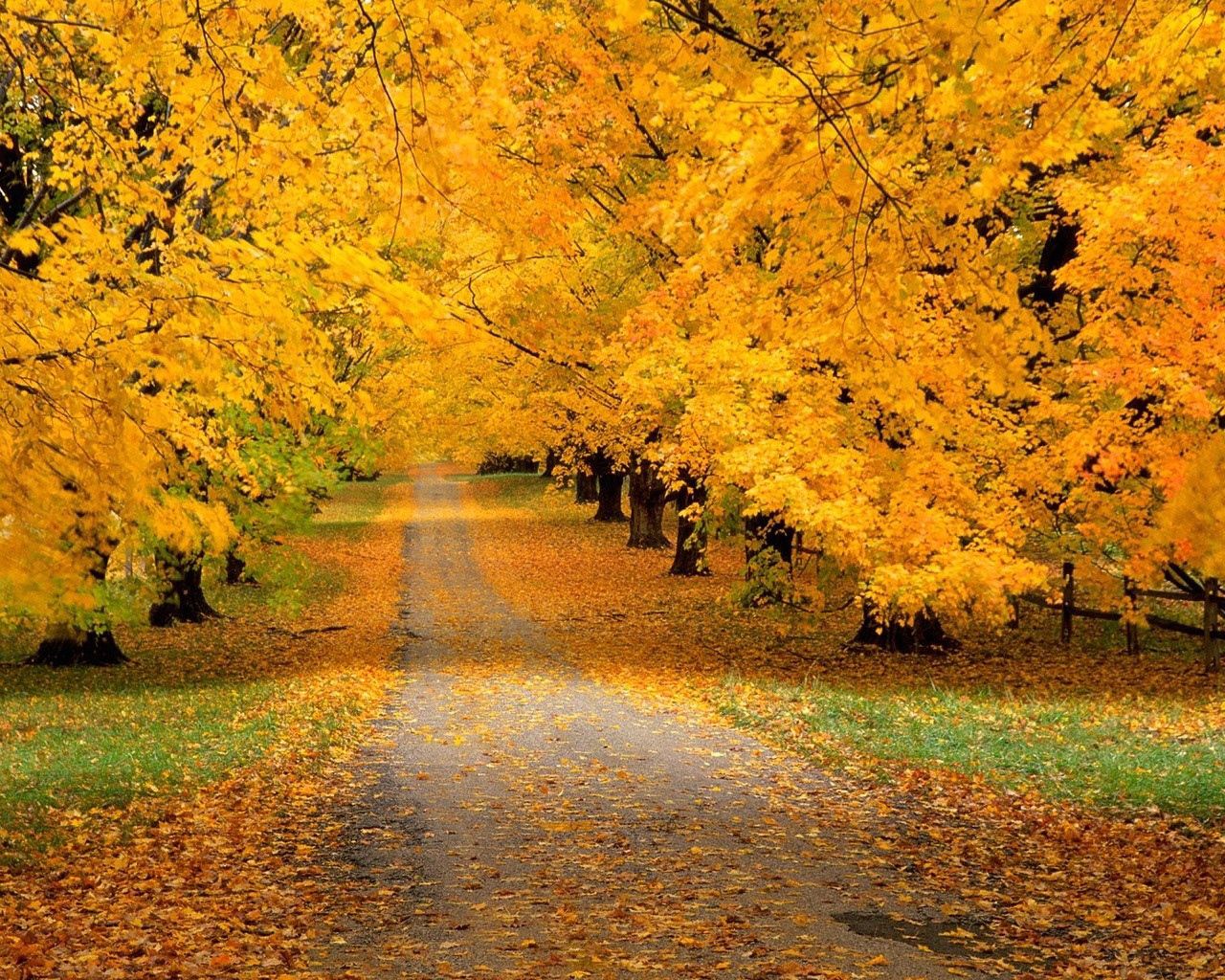 park, autumn, yellow, leaves, nature, trees, path, trail