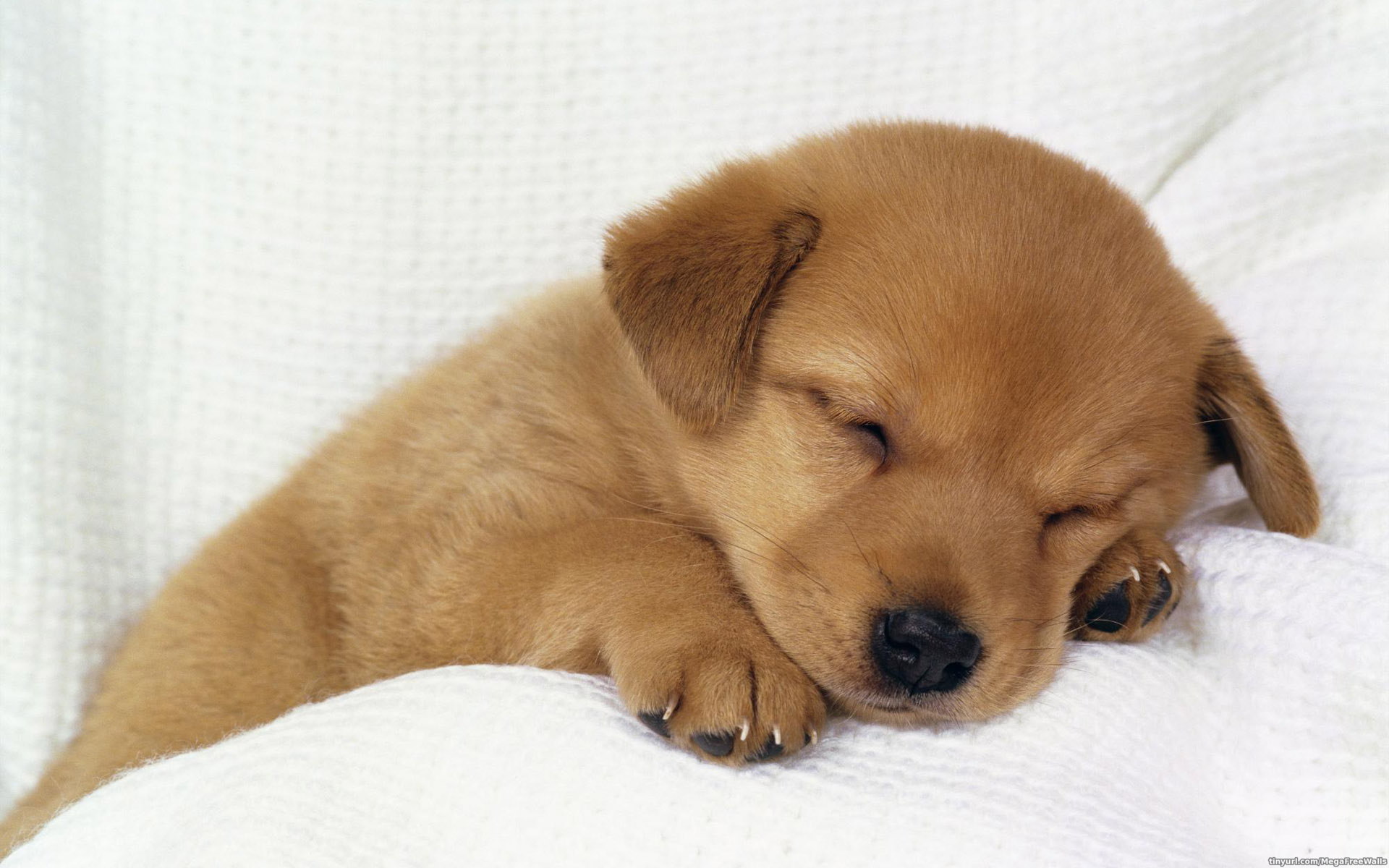 Free download wallpaper Dog, Animal, Puppy, Cute on your PC desktop