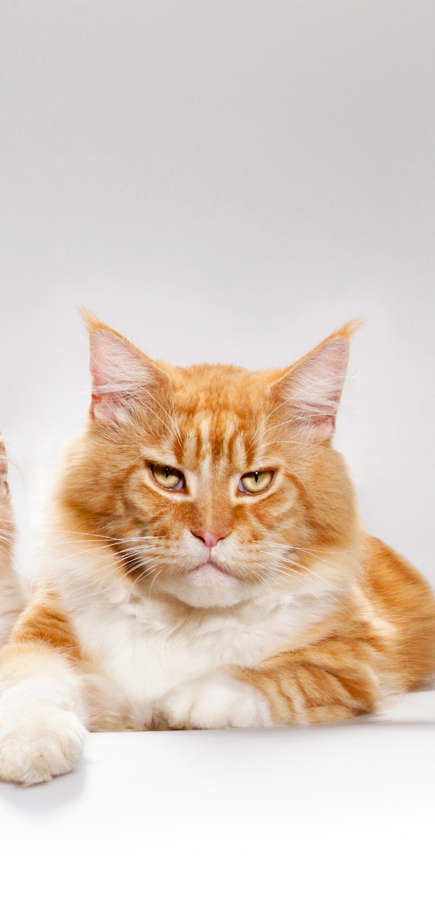 Laden Sie das Tiere, Katzen, Katze, Kätzchen, Amerikanische Waldkatze, Tierbaby-Bild kostenlos auf Ihren PC-Desktop herunter