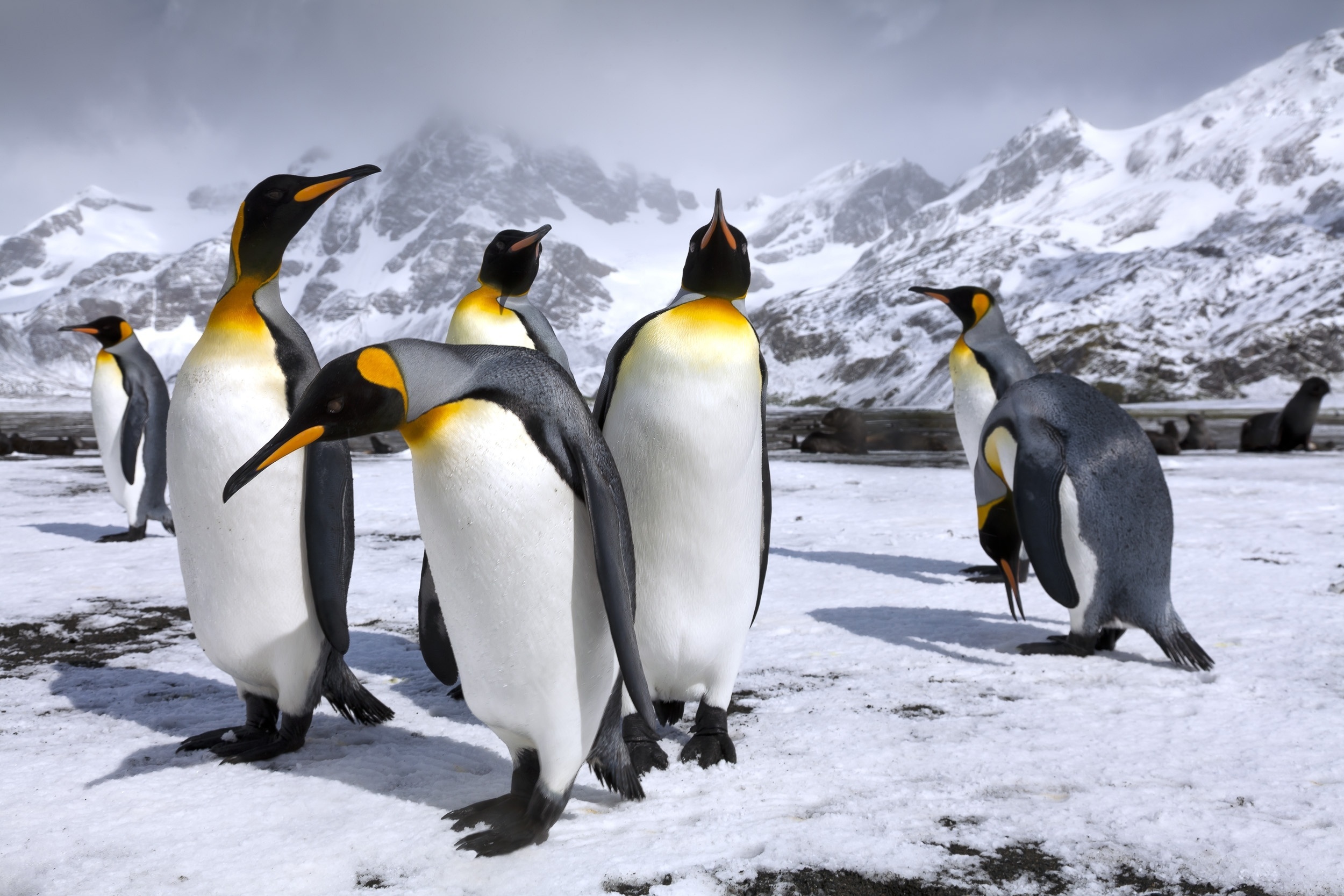 Descarga gratuita de fondo de pantalla para móvil de Animales, Nieve, Montaña, Pingüino, Aves, Pingüino Real.