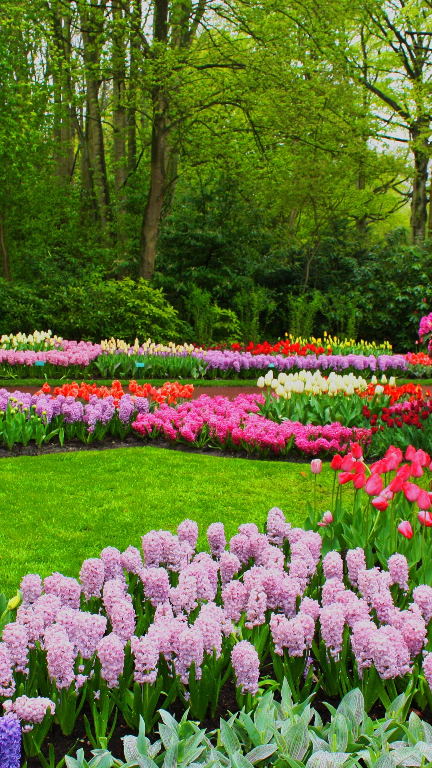 Download mobile wallpaper Hyacinth, Flower, Park, Colorful, Spring, Tulip, Photography, Blossom for free.