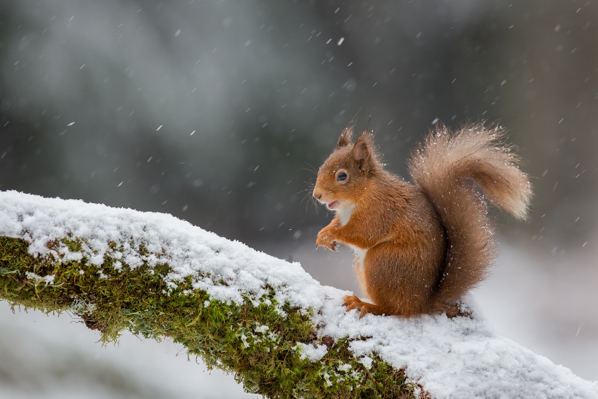 Free download wallpaper Winter, Squirrel, Snow, Animal, Rodent, Snowfall on your PC desktop