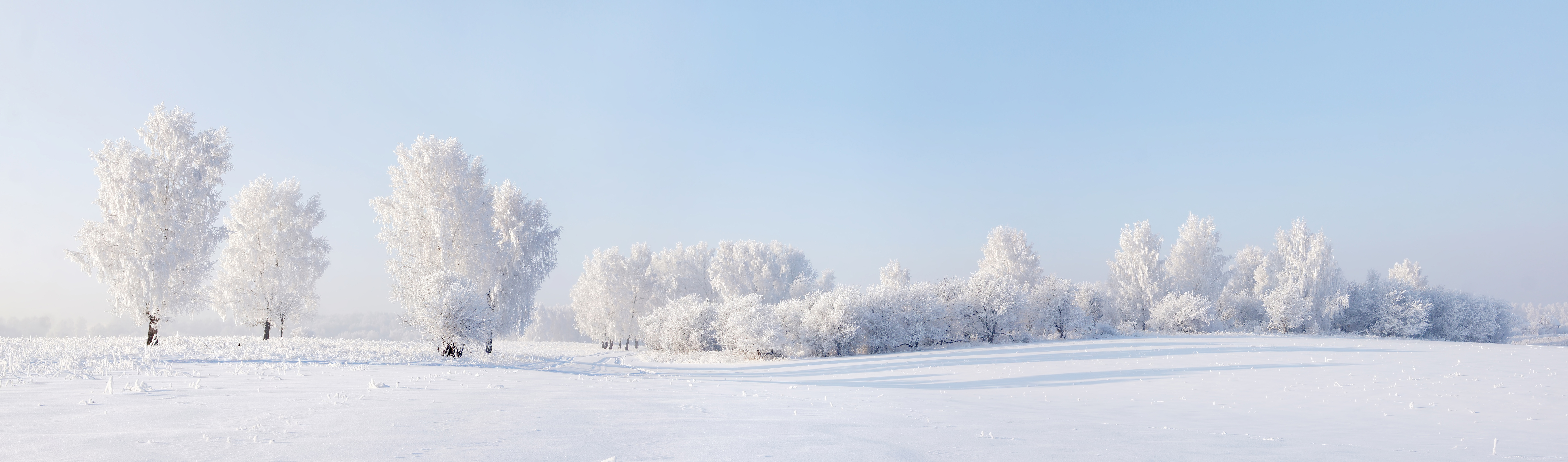 無料モバイル壁紙冬, 自然, 木, 雪, 地球をダウンロードします。
