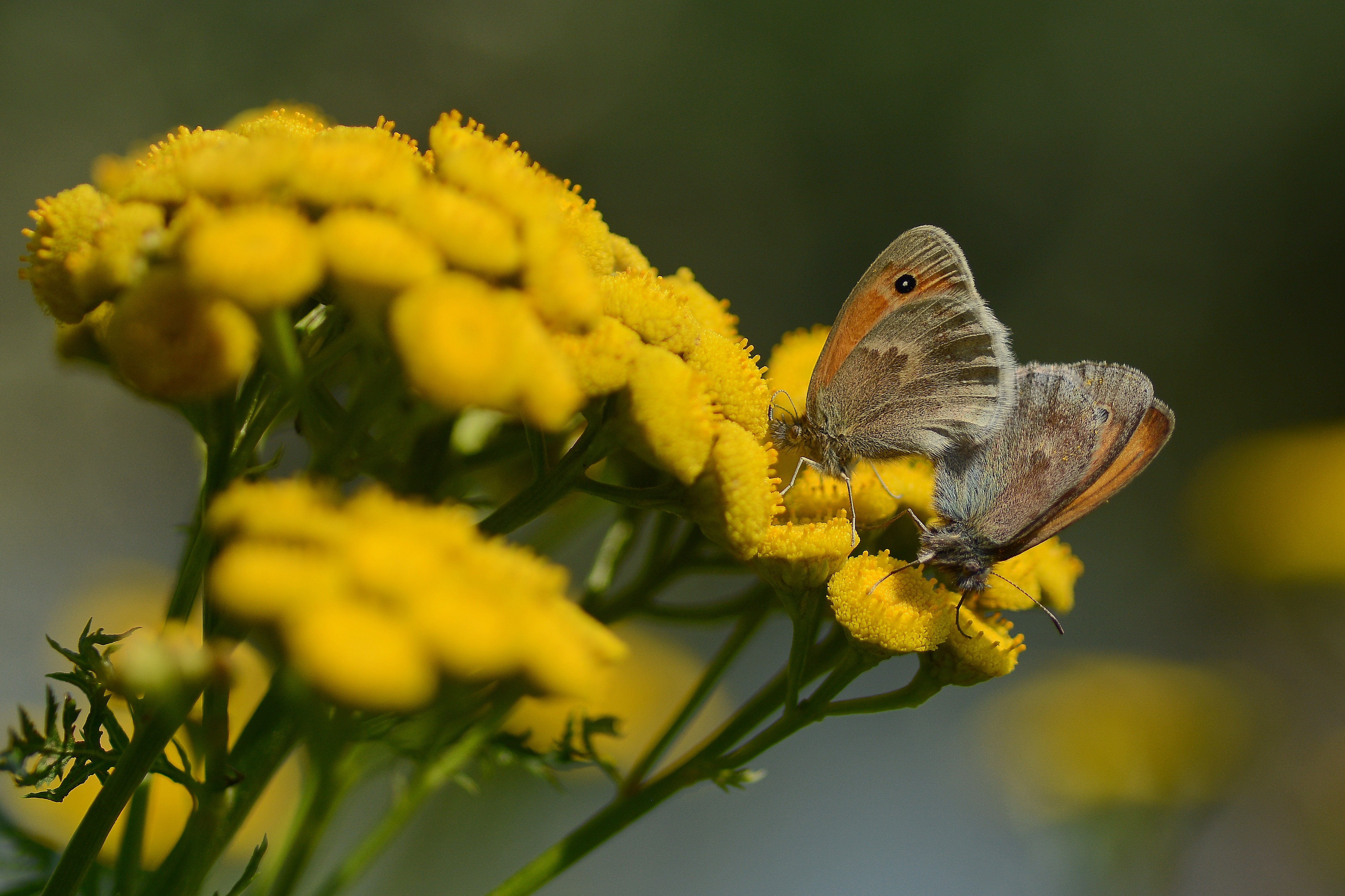 Download mobile wallpaper Flower, Butterfly, Animal for free.