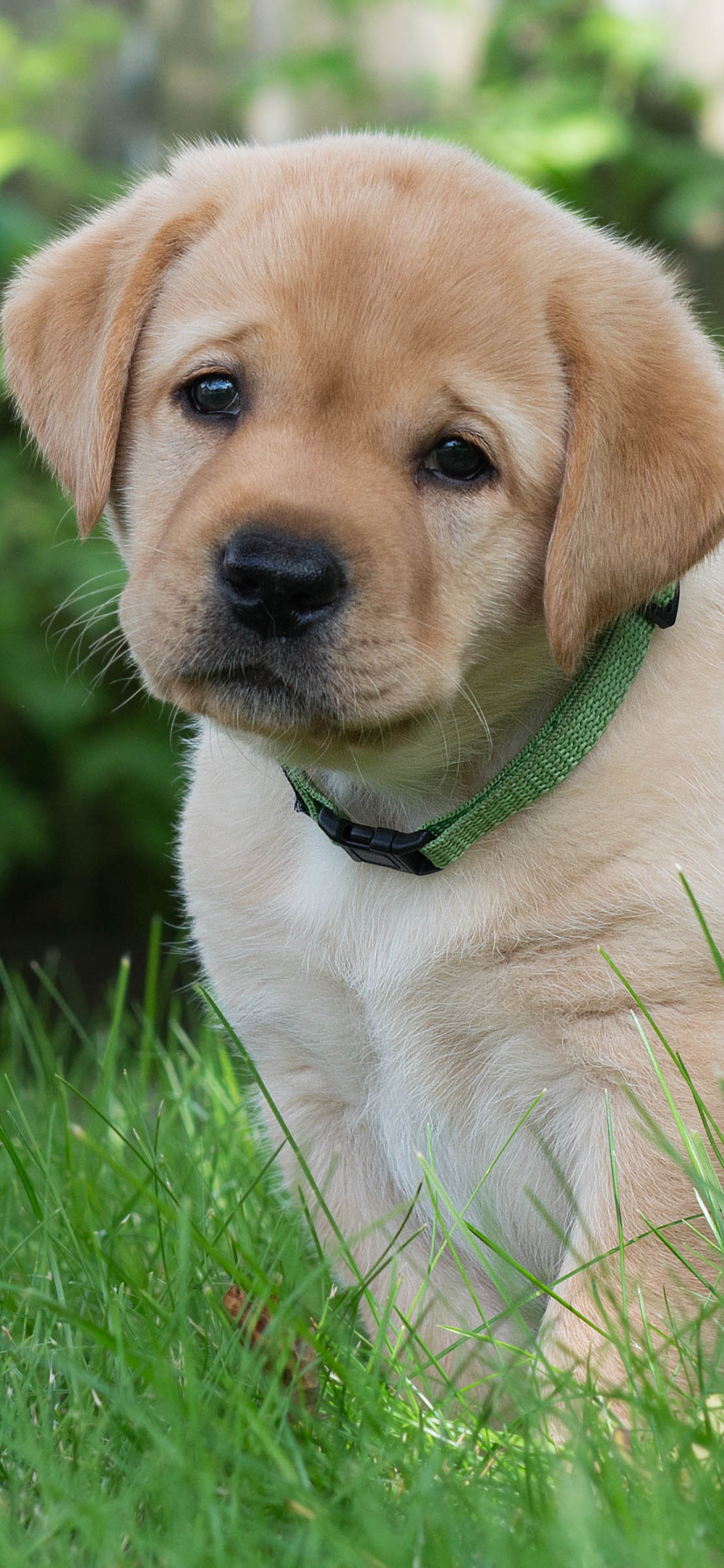 Download mobile wallpaper Dogs, Dog, Muzzle, Animal, Puppy, Golden Retriever, Cute, Baby Animal for free.