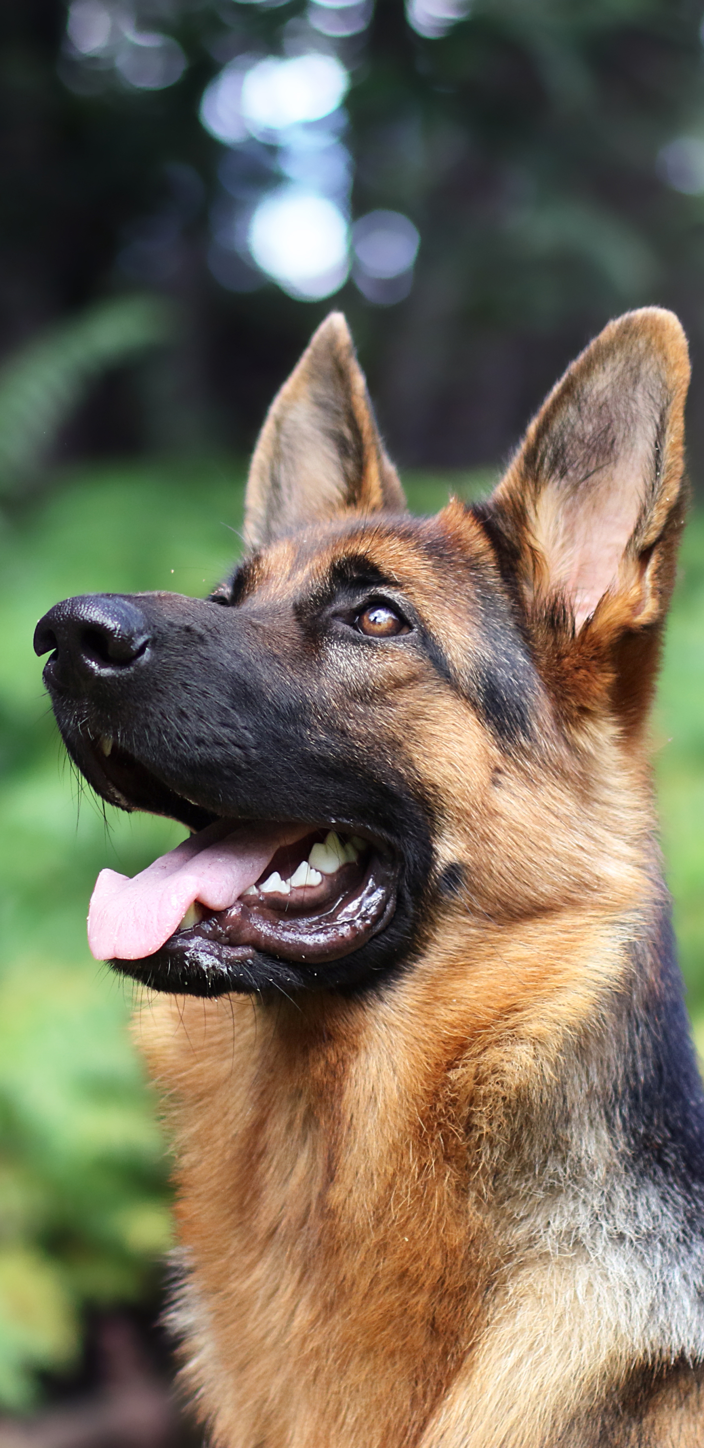 Free download wallpaper Dogs, Dog, Blur, Animal, German Shepherd on your PC desktop
