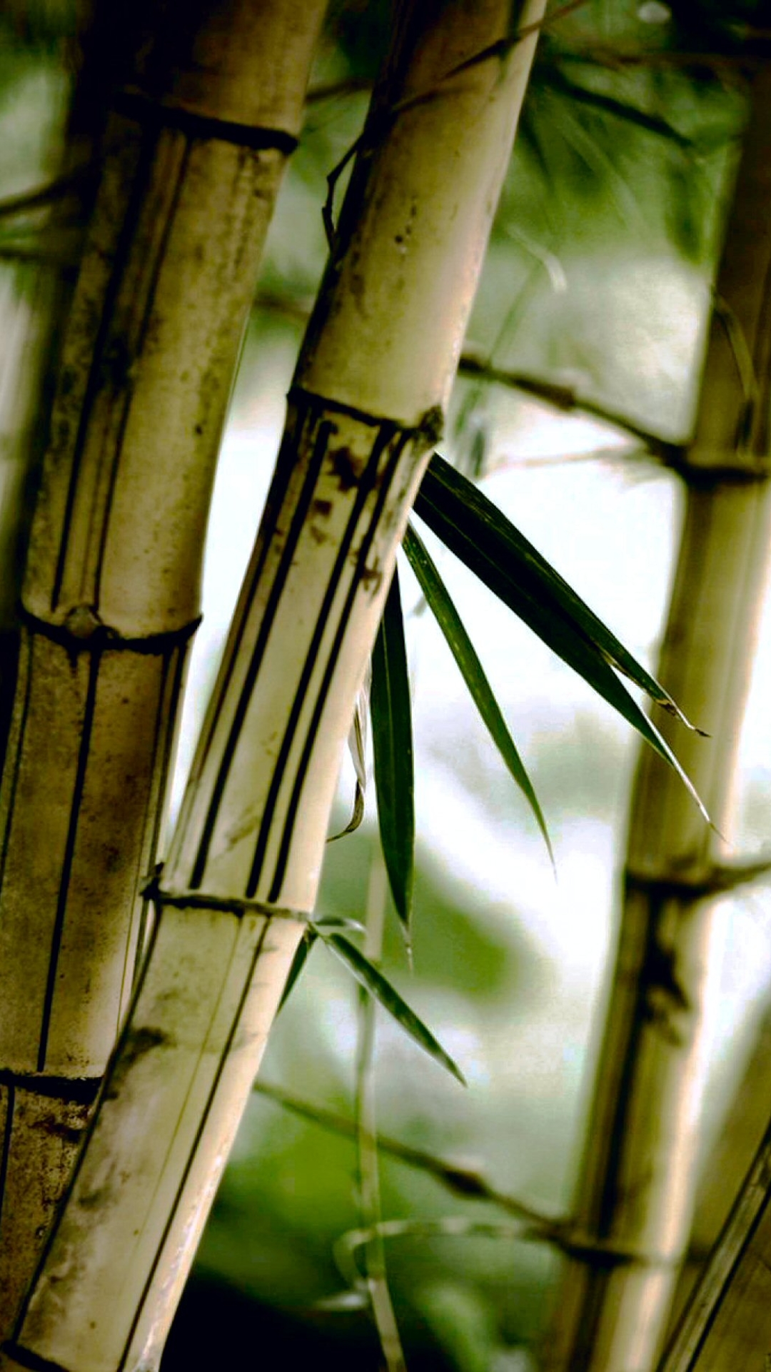 Download mobile wallpaper Nature, Earth, Bamboo for free.