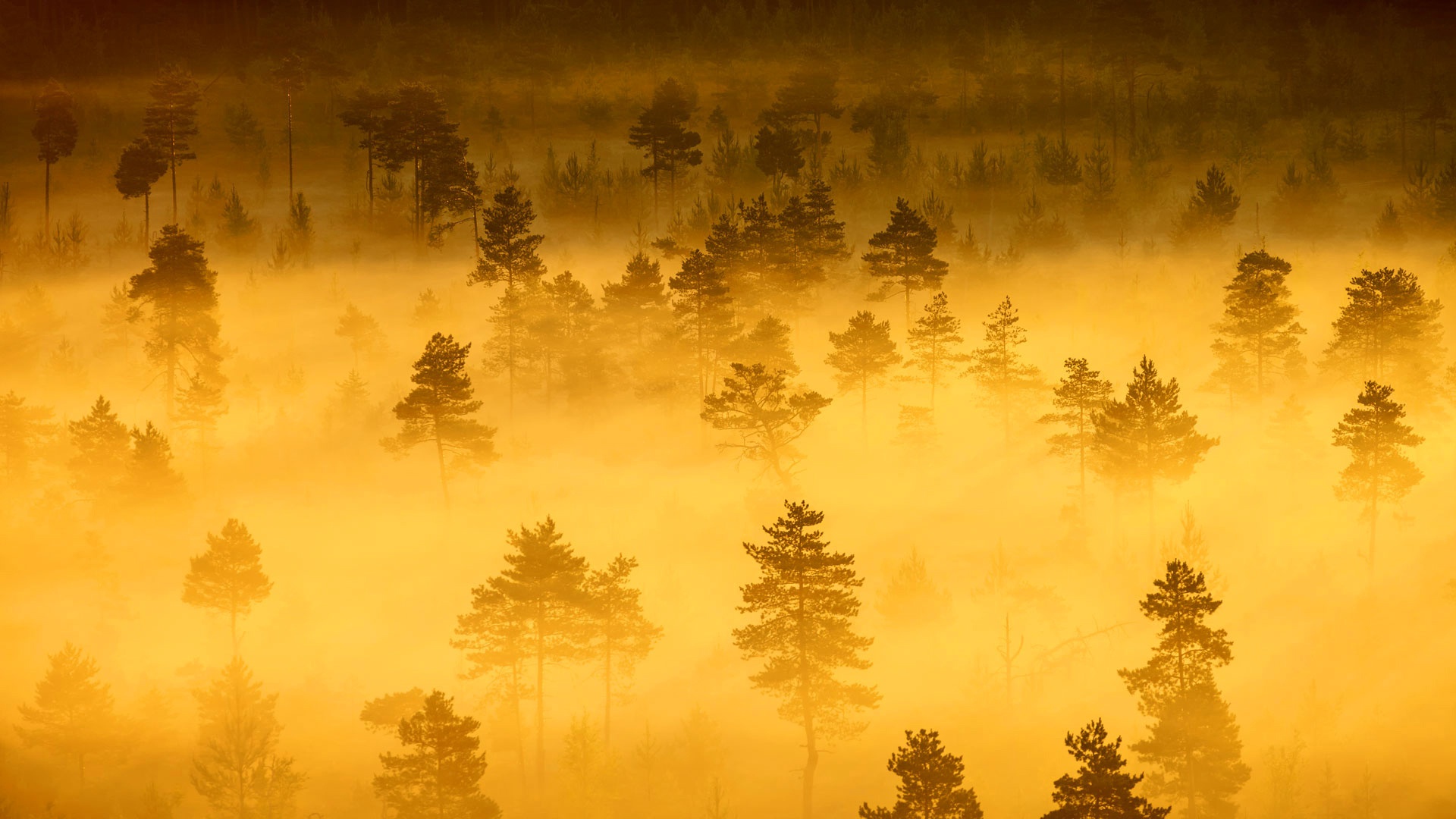 Laden Sie das Landschaft, Natur, Baum, Nebel, Erde/natur, Luftbildfotografie-Bild kostenlos auf Ihren PC-Desktop herunter