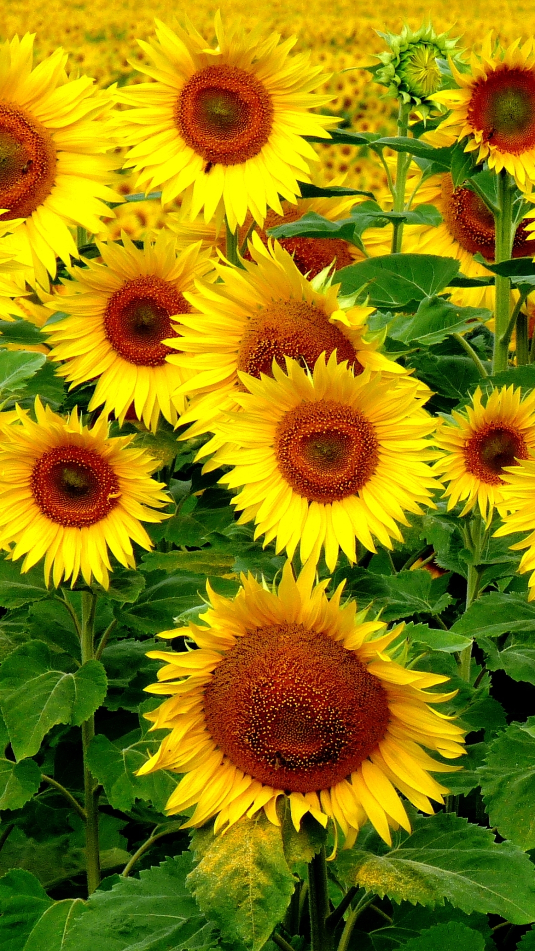 Download mobile wallpaper Flowers, Earth, Sunflower for free.