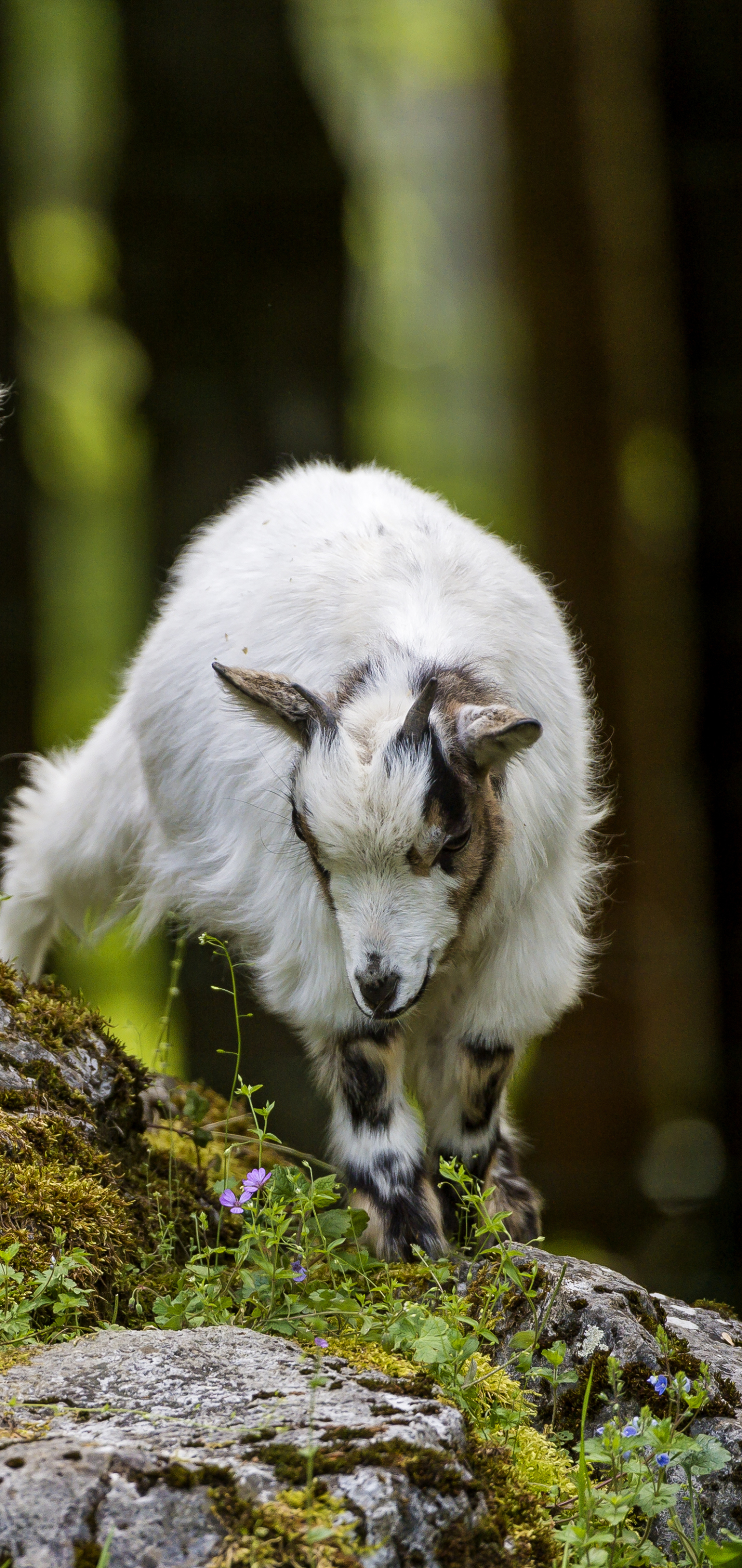 Download mobile wallpaper Animal, Goat, Baby Animal for free.