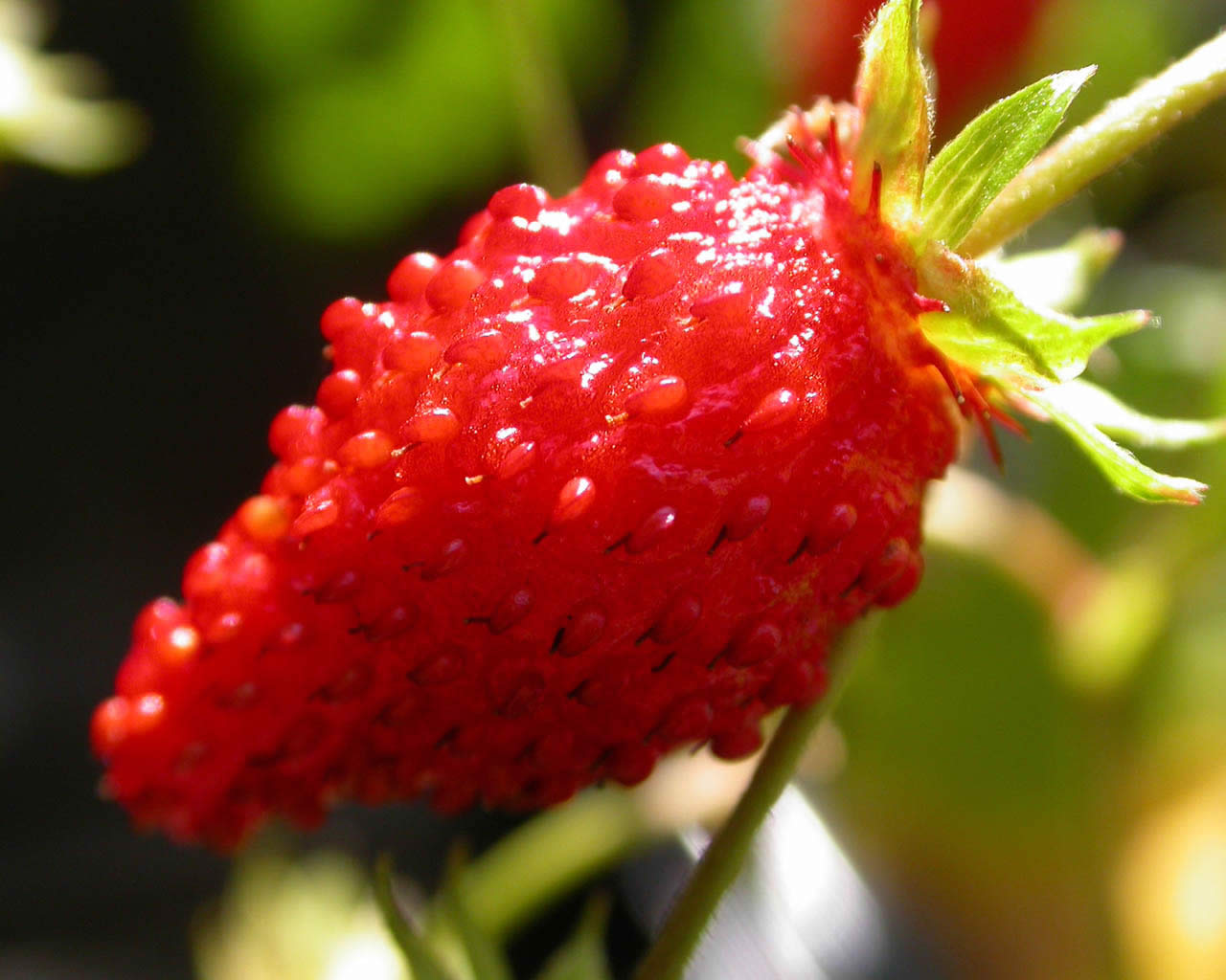 food, strawberry HD for desktop 1080p