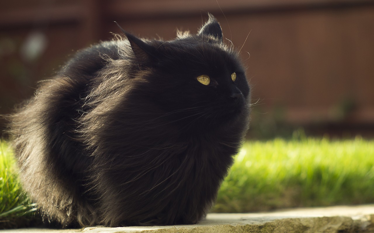 Baixe gratuitamente a imagem Animais, Gato na área de trabalho do seu PC