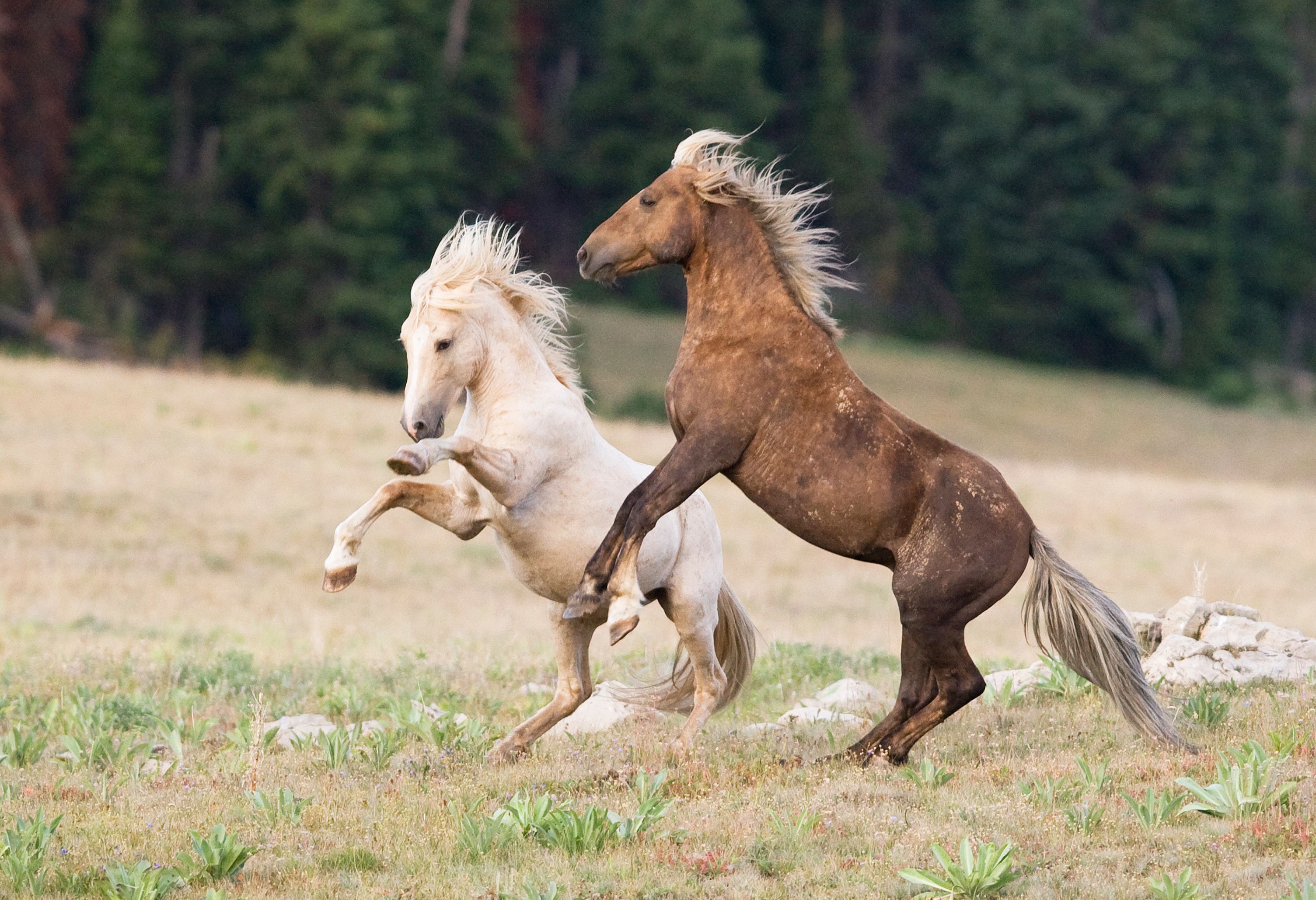 Скачать обои бесплатно Животные, Лошадь картинка на рабочий стол ПК