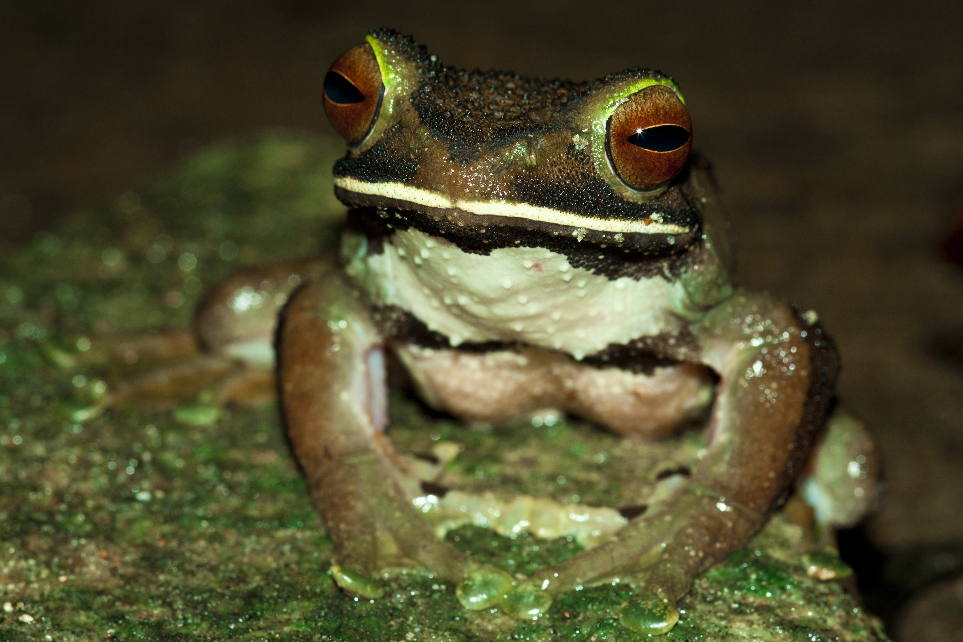 animal, white lipped tree frog, frogs