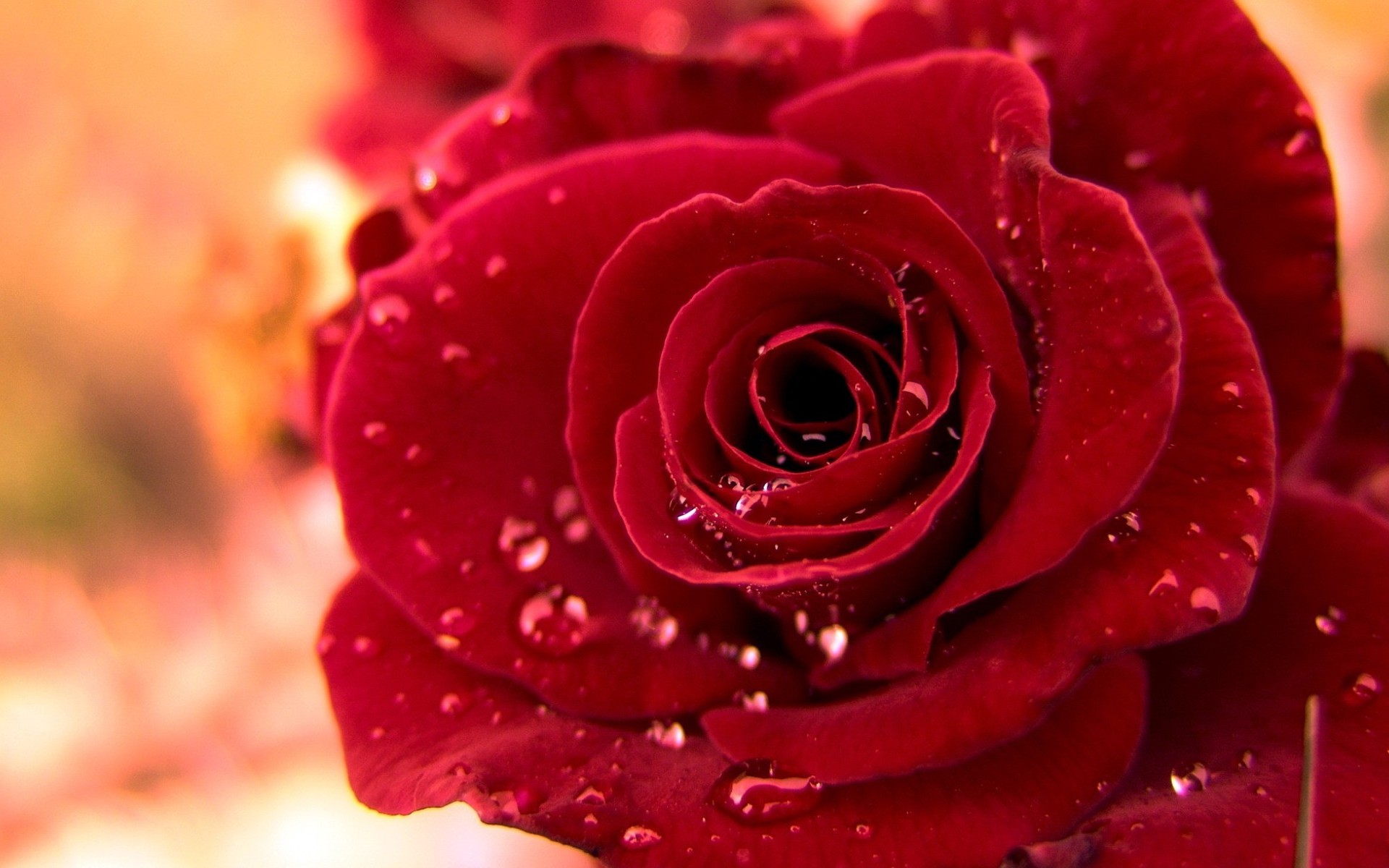Free download wallpaper Flowers, Rose, Earth, Dew, Petal on your PC desktop