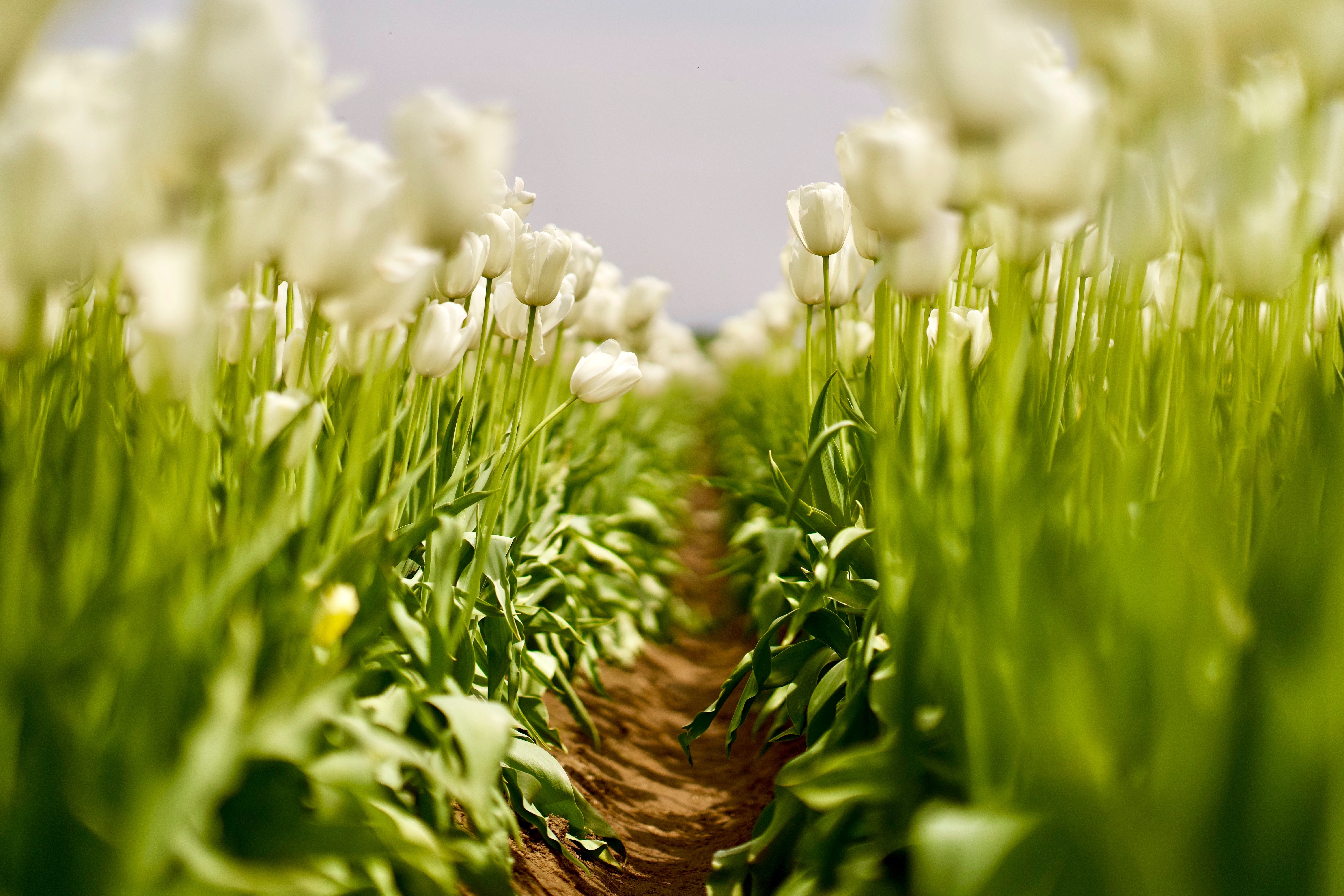 Descarga gratis la imagen Flores, Primavera, Tulipán, Flor Blanca, Tierra/naturaleza, Difuminado en el escritorio de tu PC