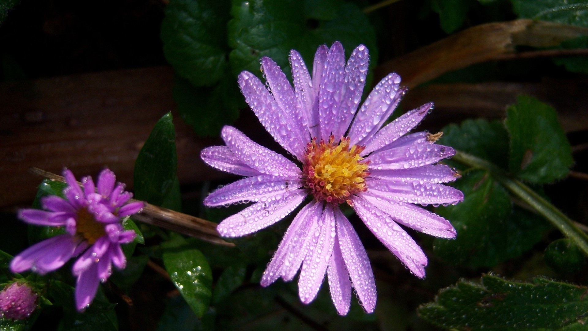 Free download wallpaper Flowers, Earth, Daisy on your PC desktop