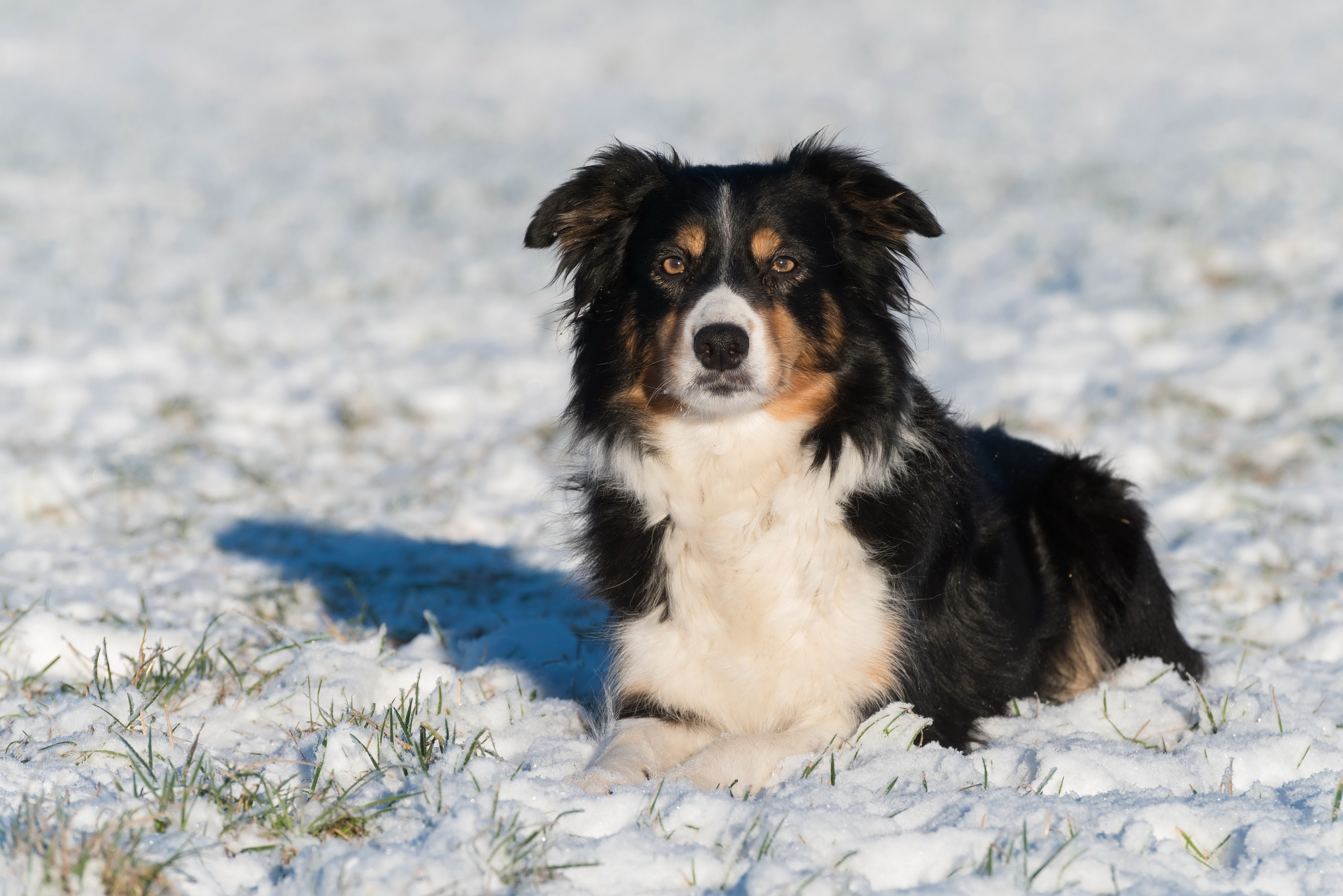 PCデスクトップに動物, 雪, 犬, ボーダーコリー画像を無料でダウンロード