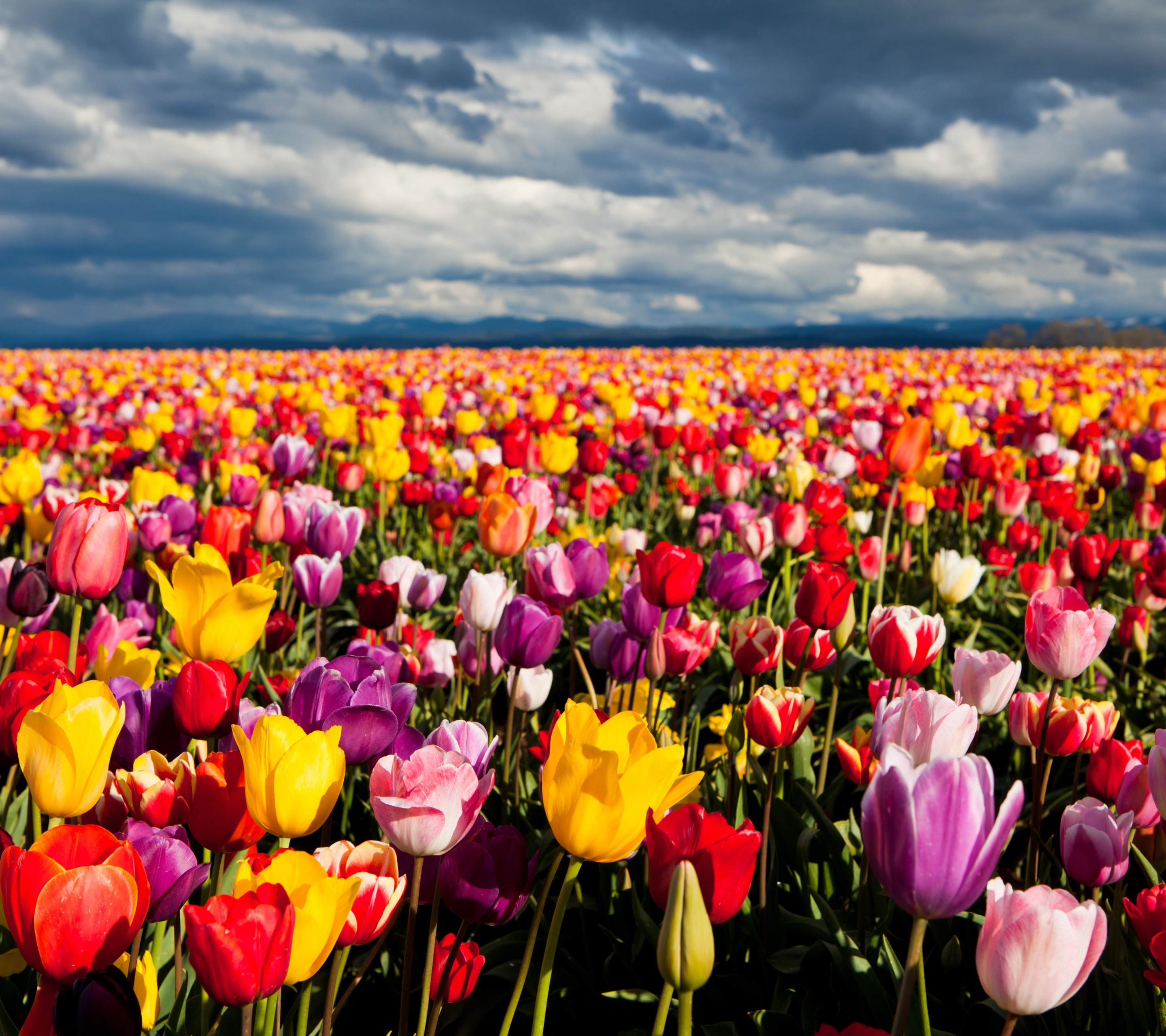 Téléchargez des papiers peints mobile Paysage, Fleurs, Fleur, Champ, Coloré, Tulipe, La Nature, Terre/nature gratuitement.