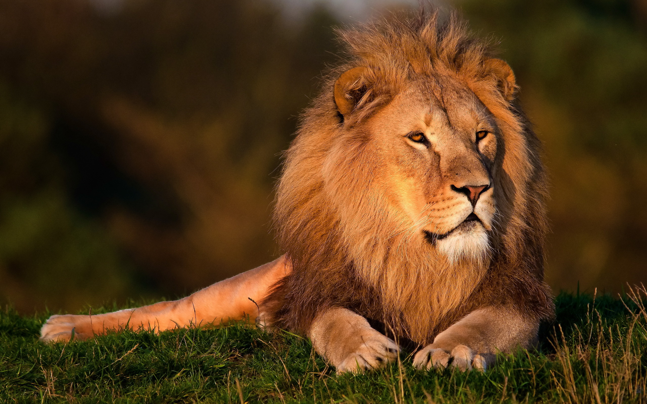 Téléchargez des papiers peints mobile Animaux, Lion gratuitement.