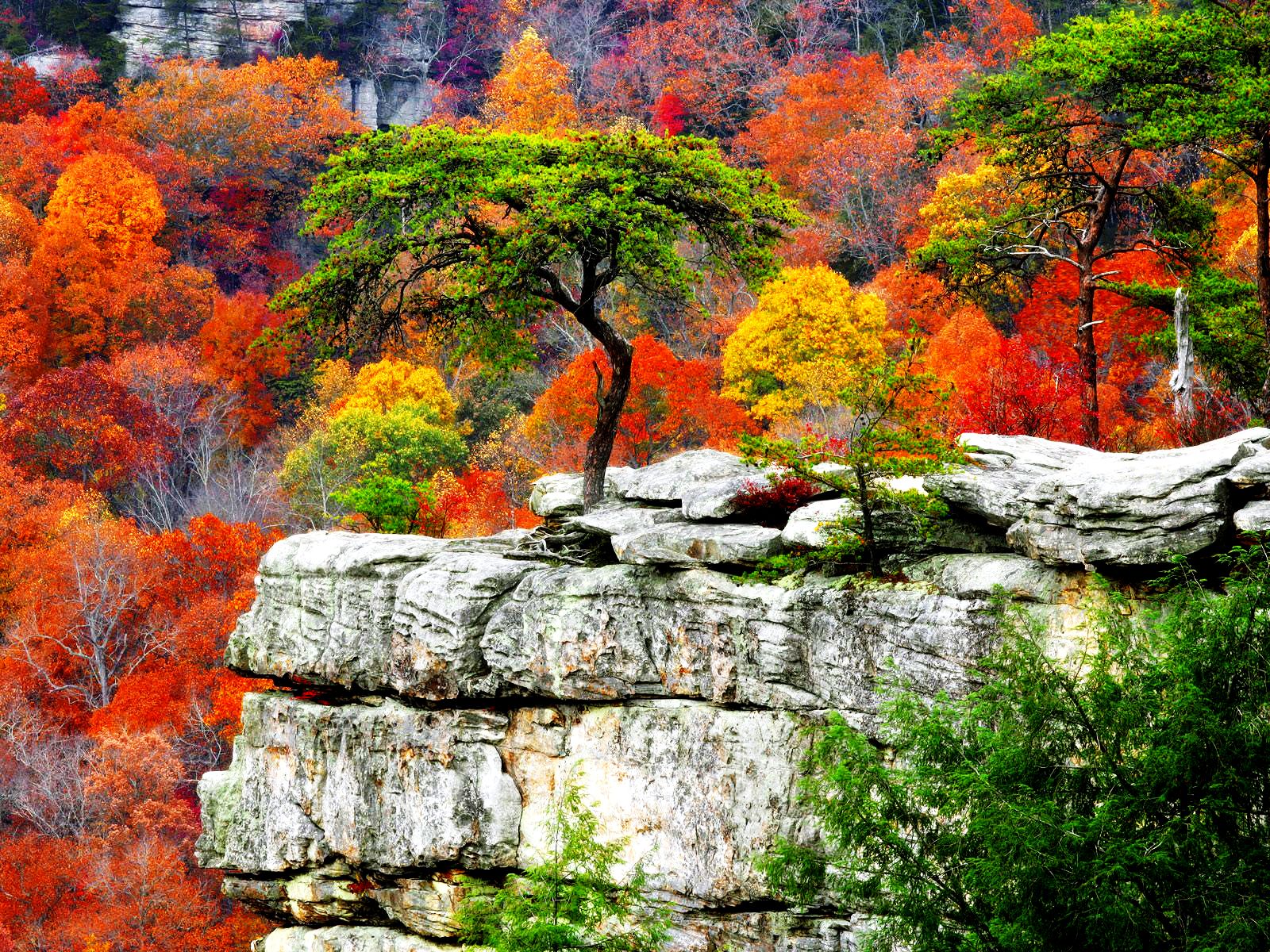 Скачать обои бесплатно Деревья, Осень, Лес, Дерево, Земля/природа картинка на рабочий стол ПК