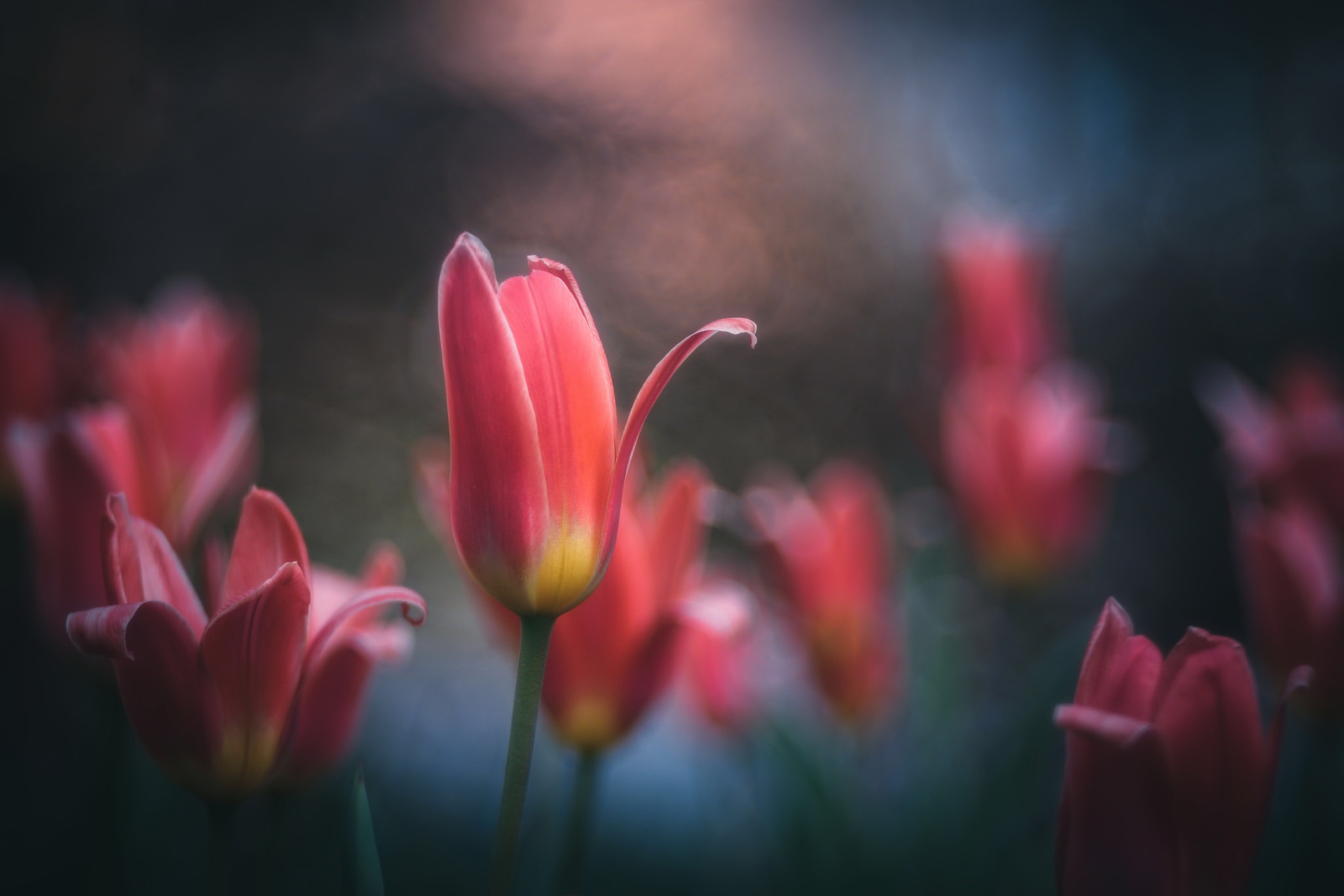 Téléchargez gratuitement l'image Fleurs, Fleur, Fermer, Tulipe, Fleur Rouge, La Nature, Terre/nature sur le bureau de votre PC
