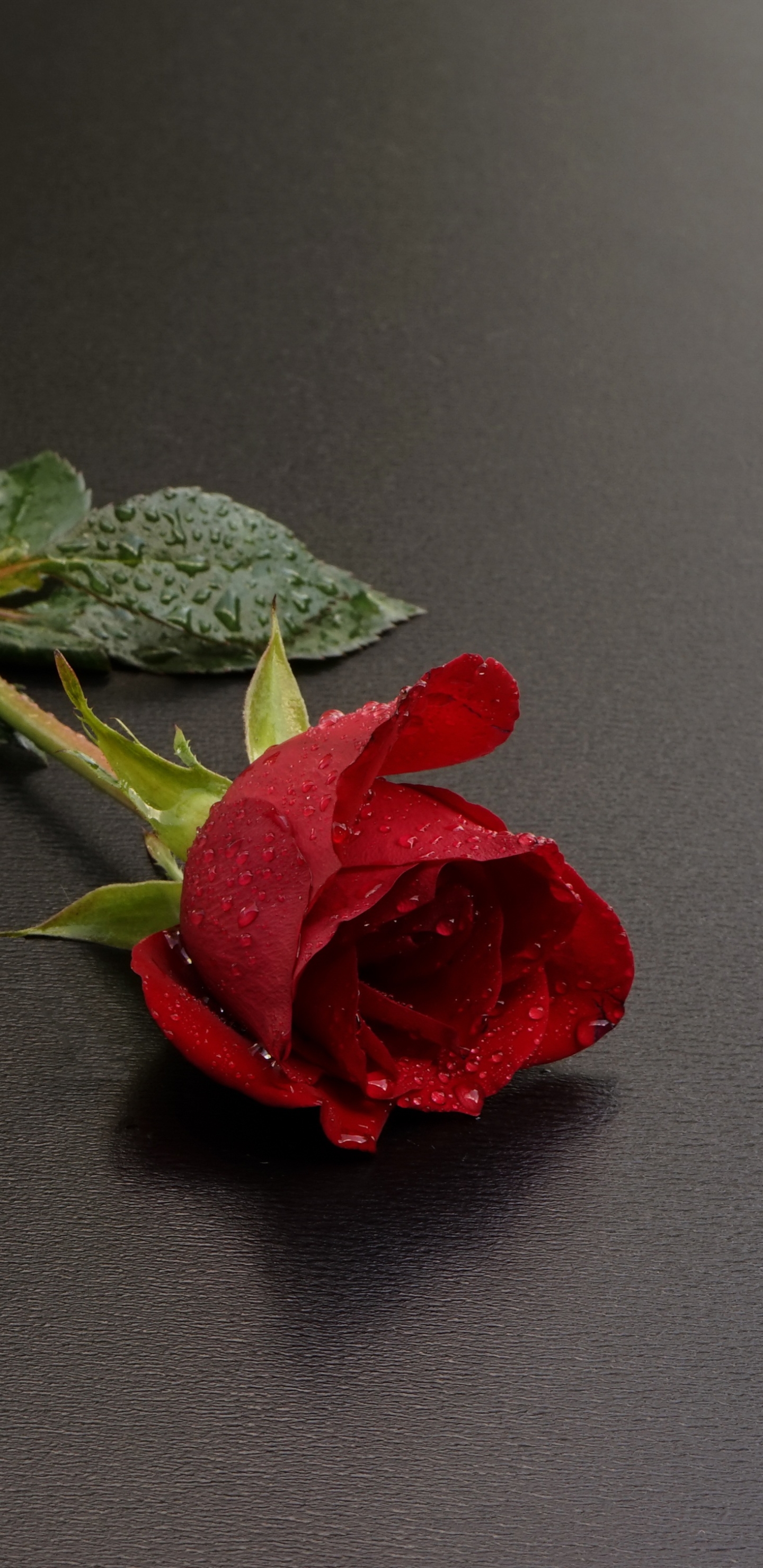 Download mobile wallpaper Still Life, Flower, Rose, Photography, Red Rose for free.