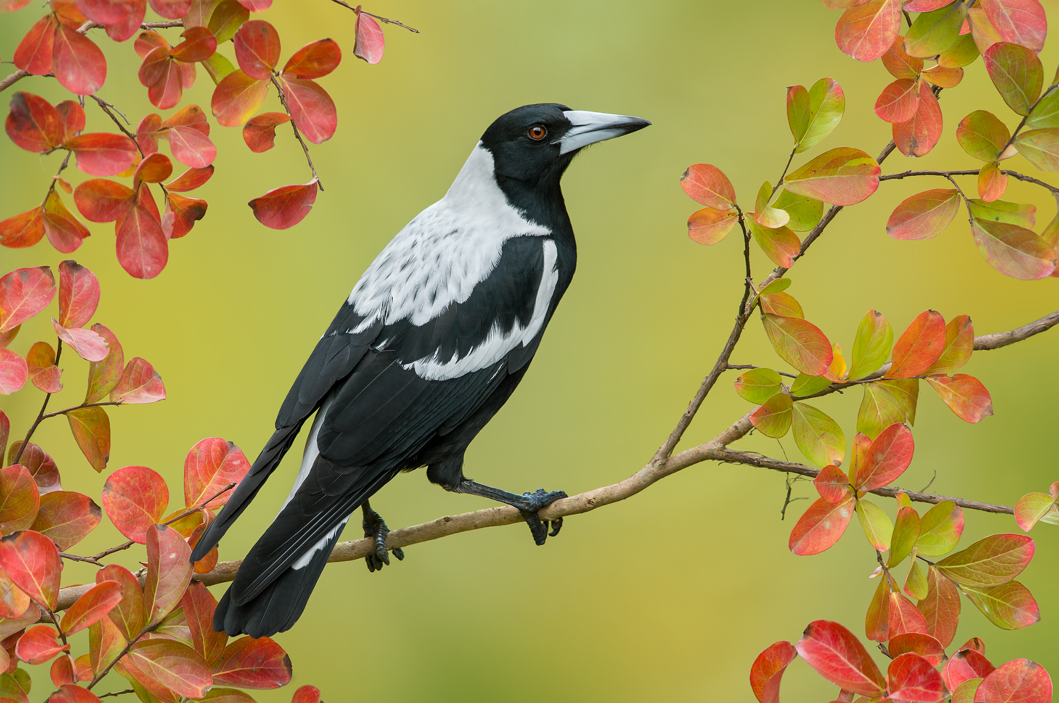 australian magpie, crow, animal, magpie, bird, fall, leaf, pie, birds