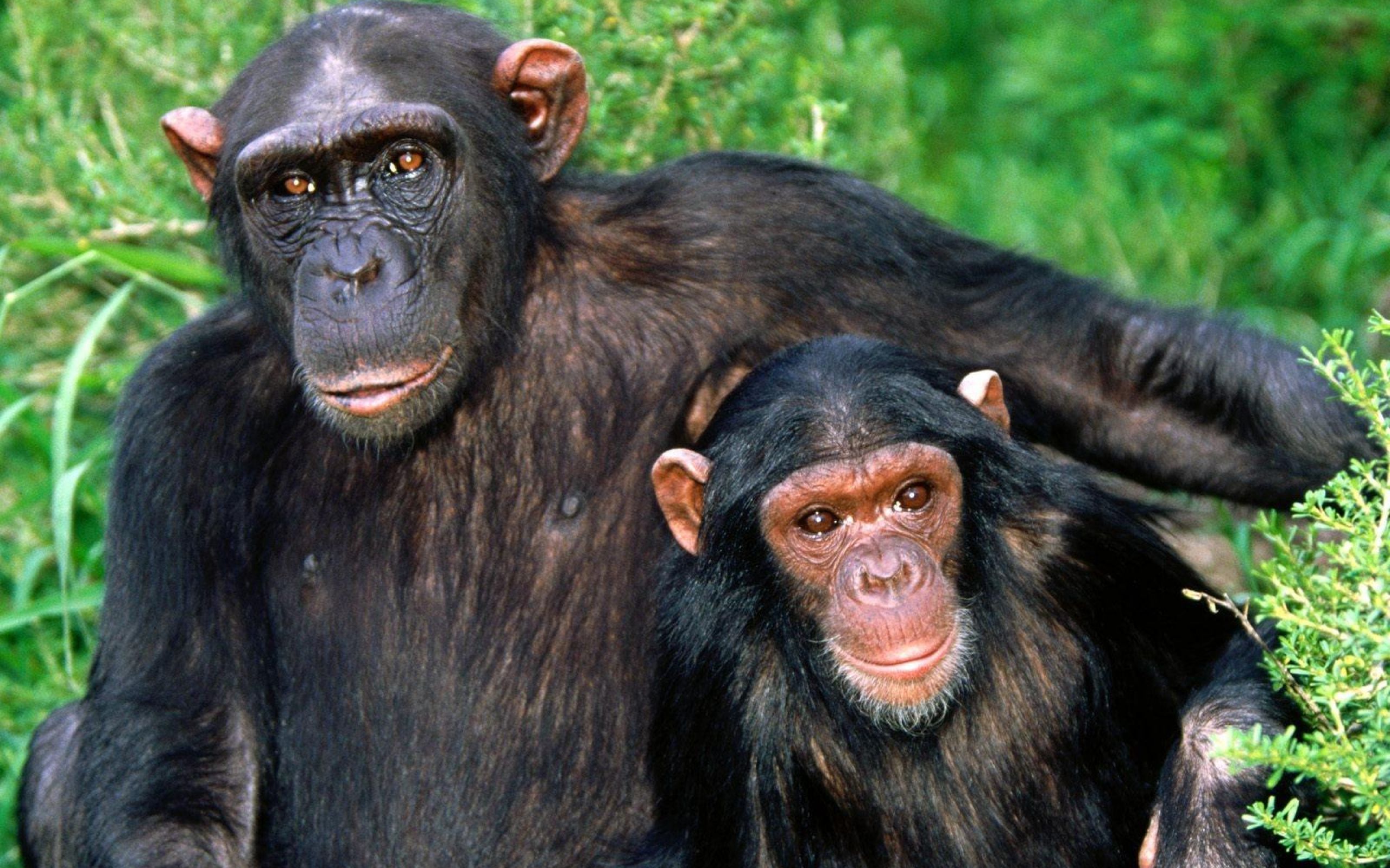 Baixar papel de parede para celular de Chimpanzé, Macacos, Animais gratuito.