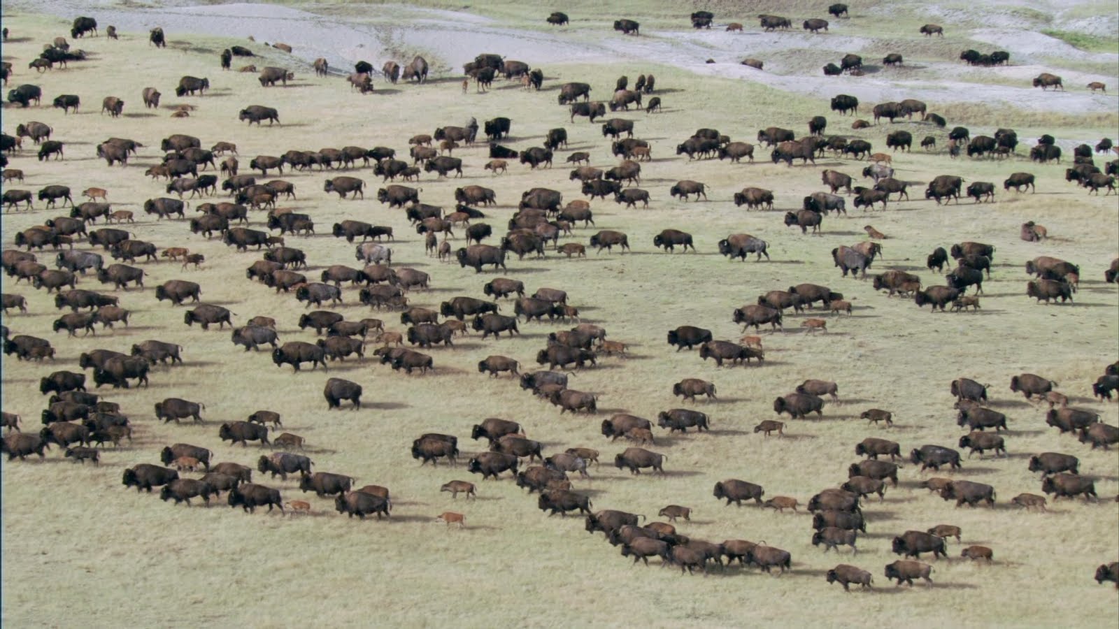 167699 Hintergrundbild herunterladen tiere, amerikanischer bison - Bildschirmschoner und Bilder kostenlos