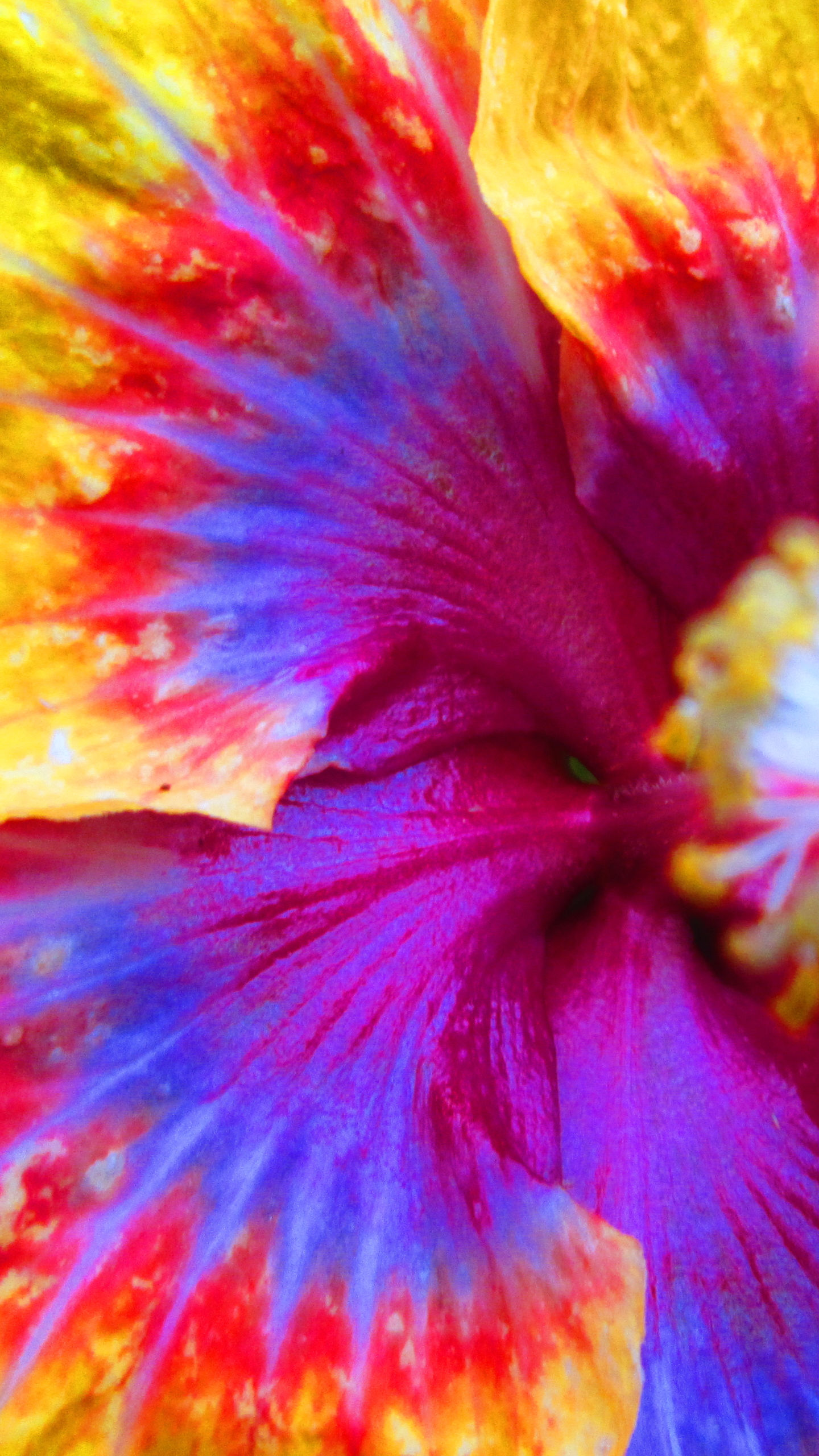 Téléchargez gratuitement l'image Fleurs, Fleur, Couleurs, Terre/nature sur le bureau de votre PC