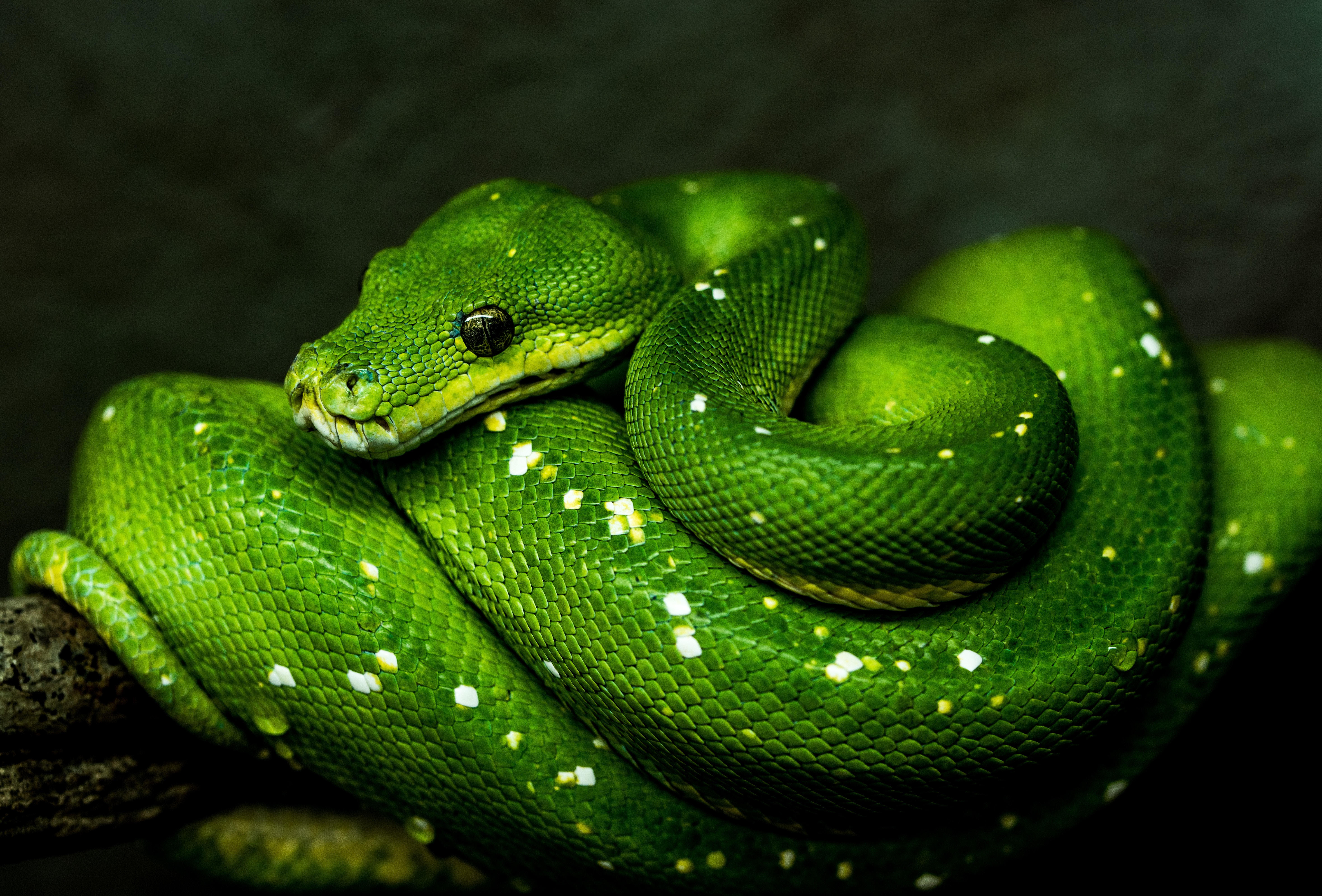 132497 télécharger le fond d'écran serpent, animaux, vert, faune, reptile - économiseurs d'écran et images gratuitement