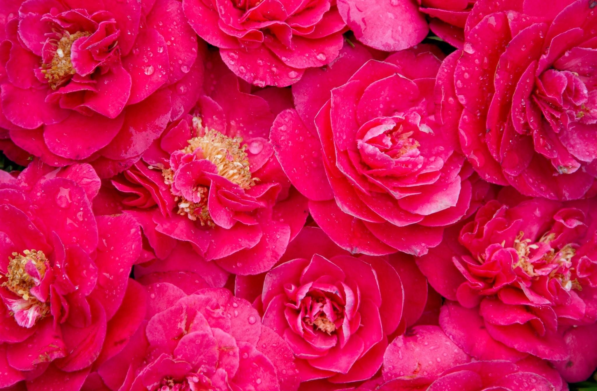 drops, flowers, pink, freshness, lot, camellia Aesthetic wallpaper