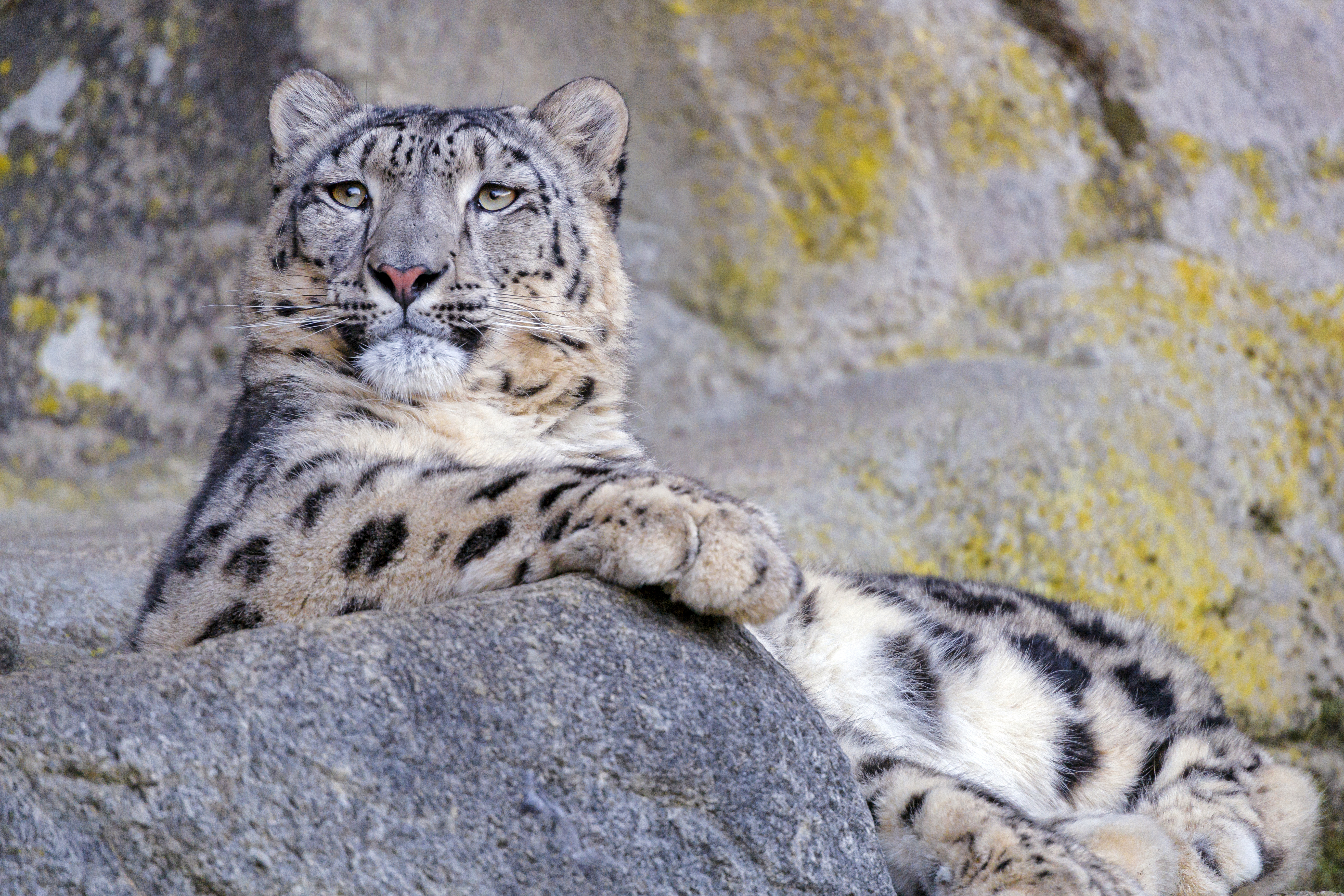 Free download wallpaper Snow Leopard, Animal, Wild, Animals, Big Cat, Grey on your PC desktop